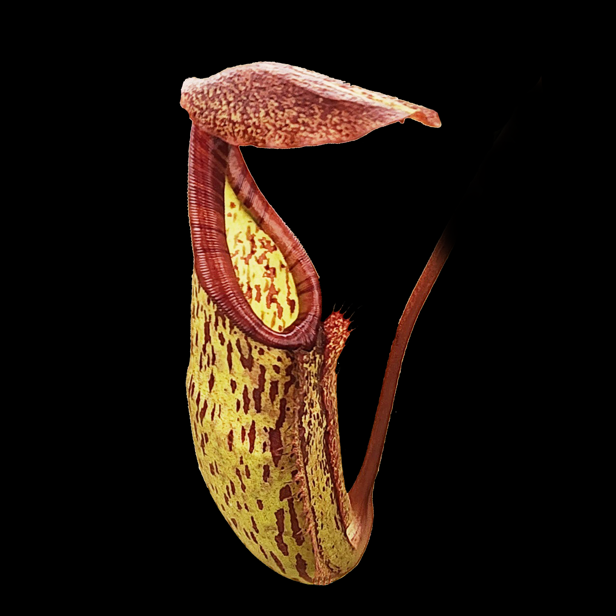 Nepenthes 'Gentle' 100mm pot super sized