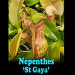 Nepenthes 'St Gaya'