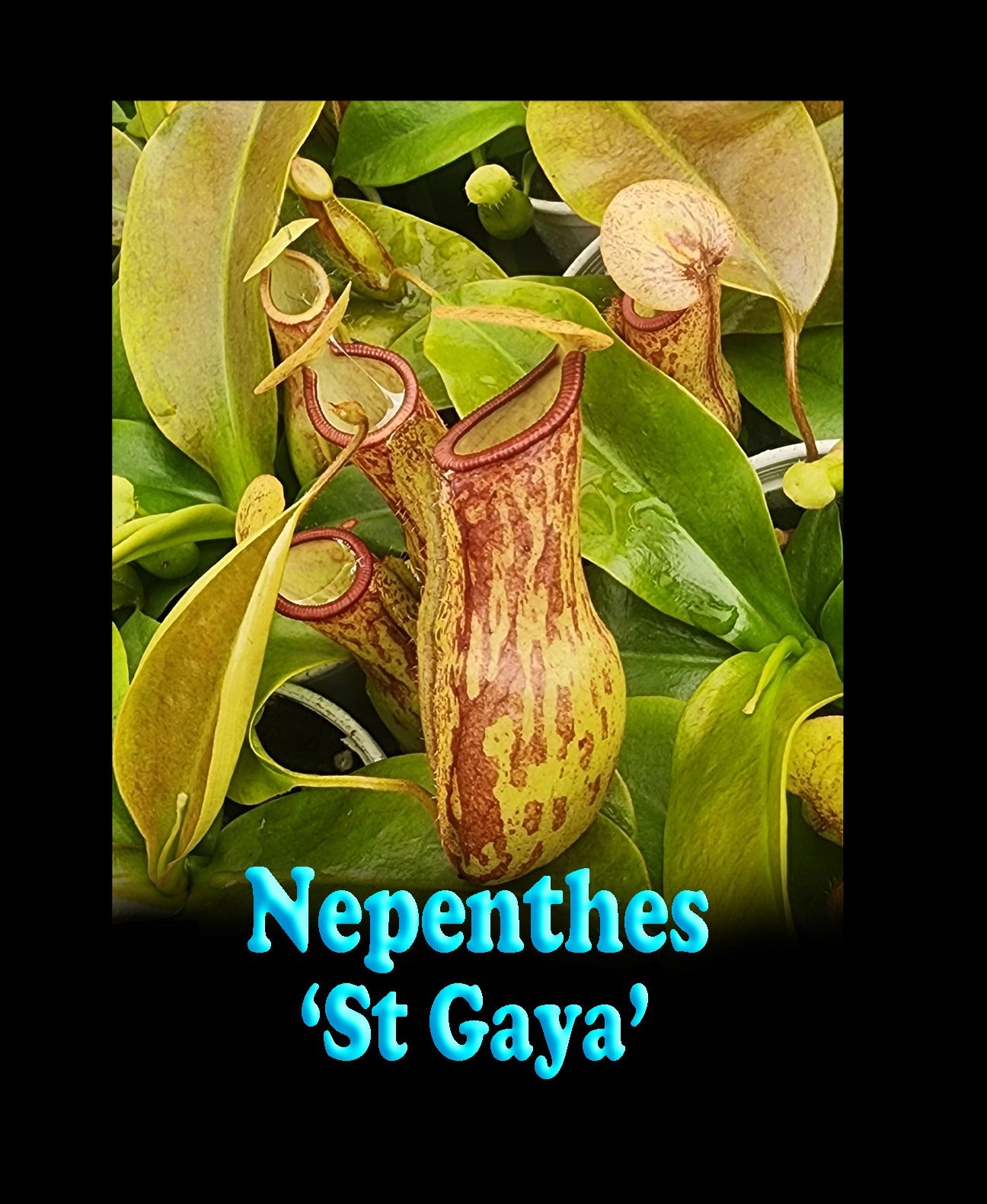 Nepenthes 'St Gaya' - Easy-to-Grow Tropical Pitcher Plant