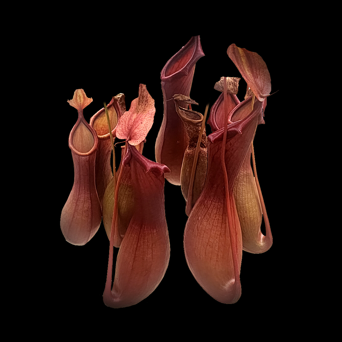 Nepenthes alata - The Winged Pitcher Plant