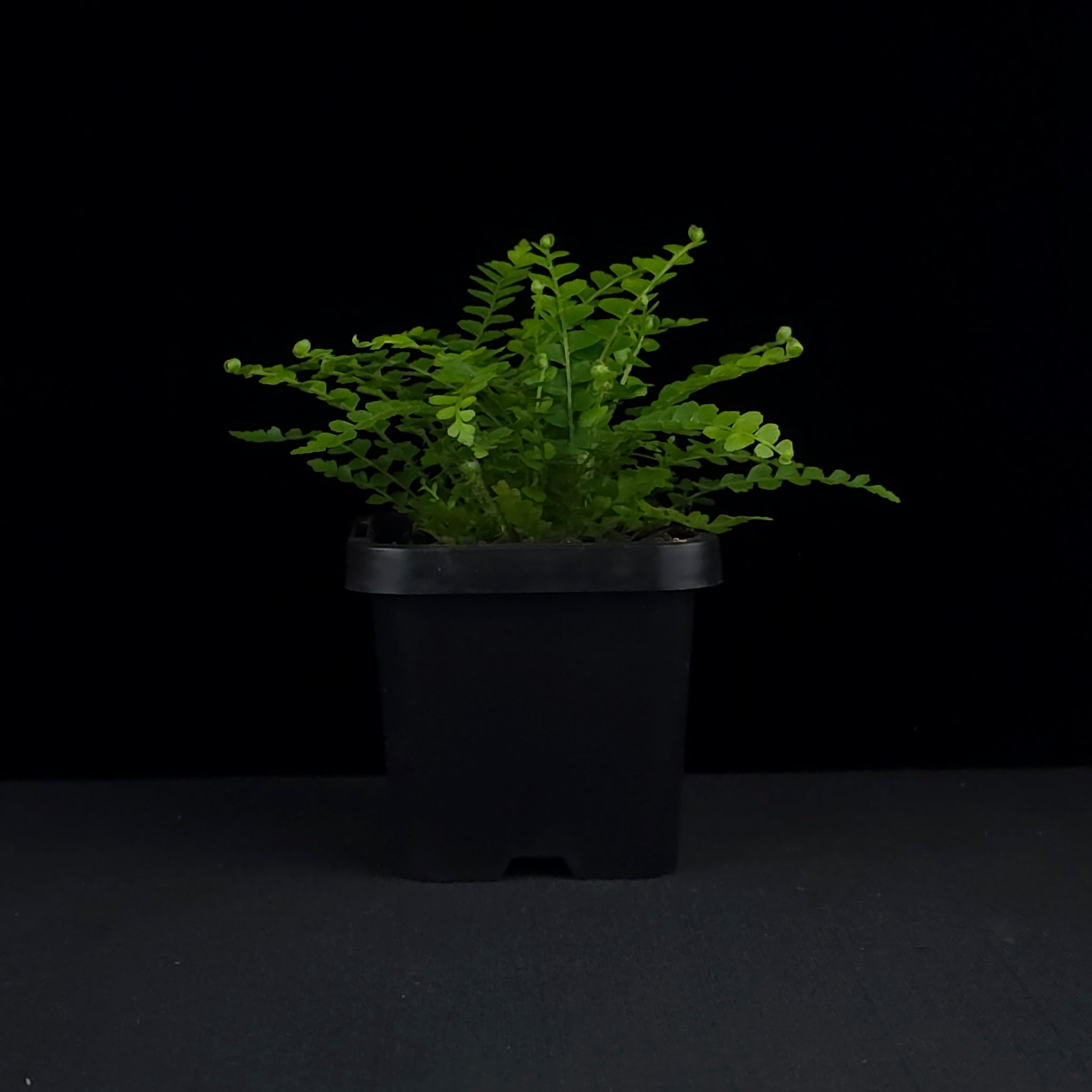 Nephrolepis cordifolia 'Duffii' - Lemon Button Fern