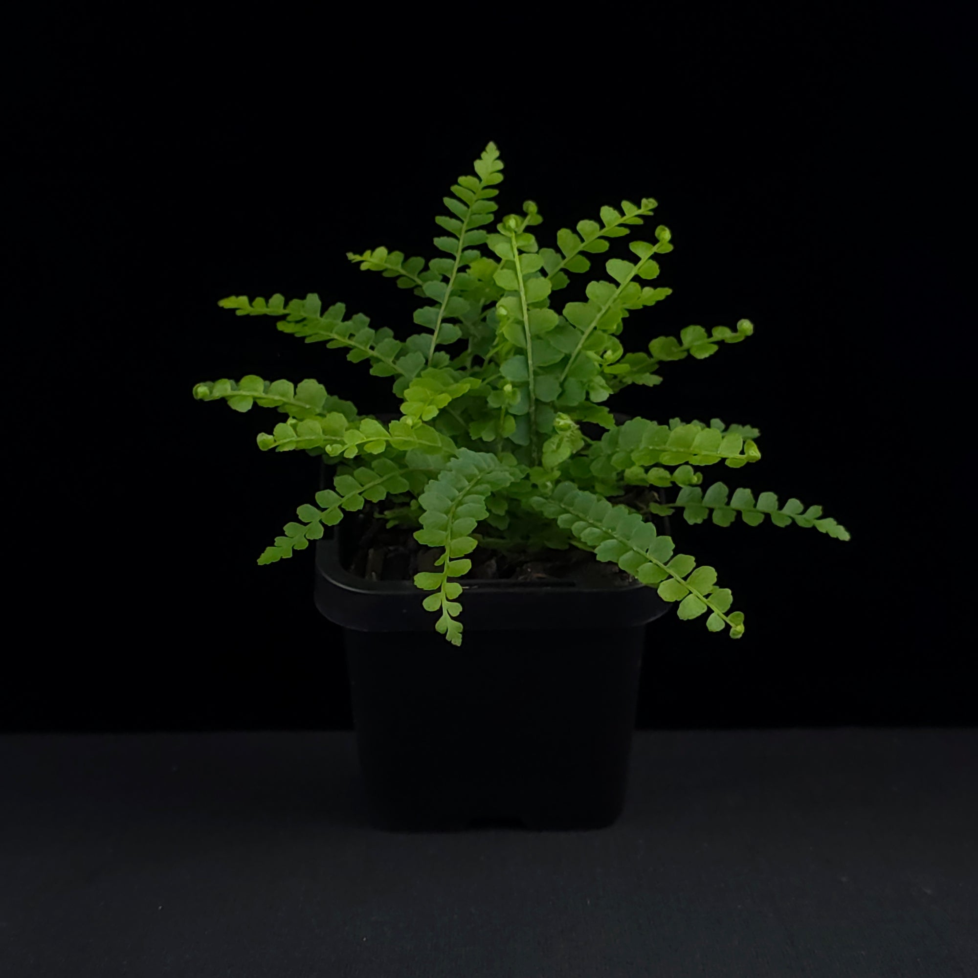 Nephrolepis cordifolia 'Duffii' - Lemon Button Fern