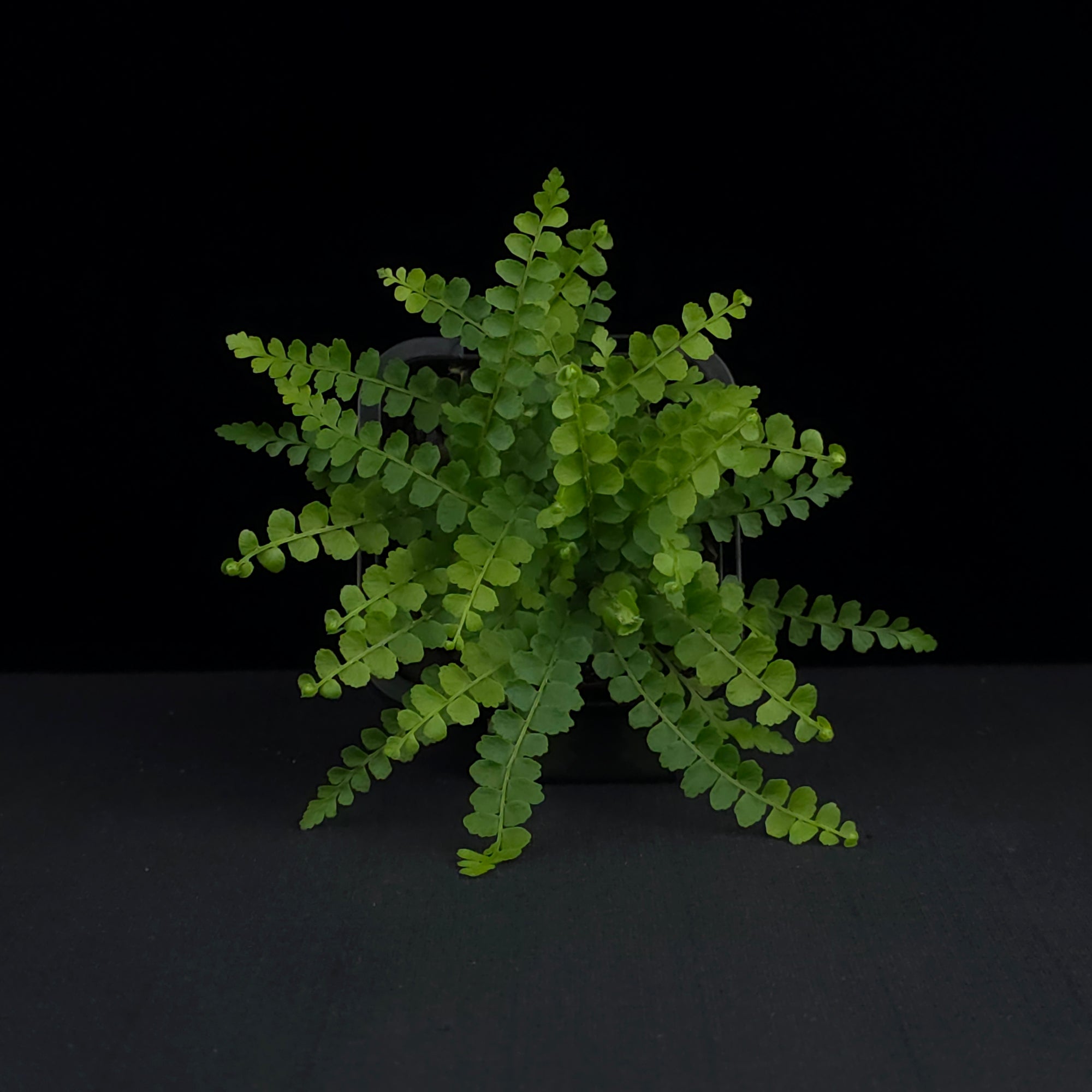 Nephrolepis cordifolia 'Duffii' - Lemon Button Fern