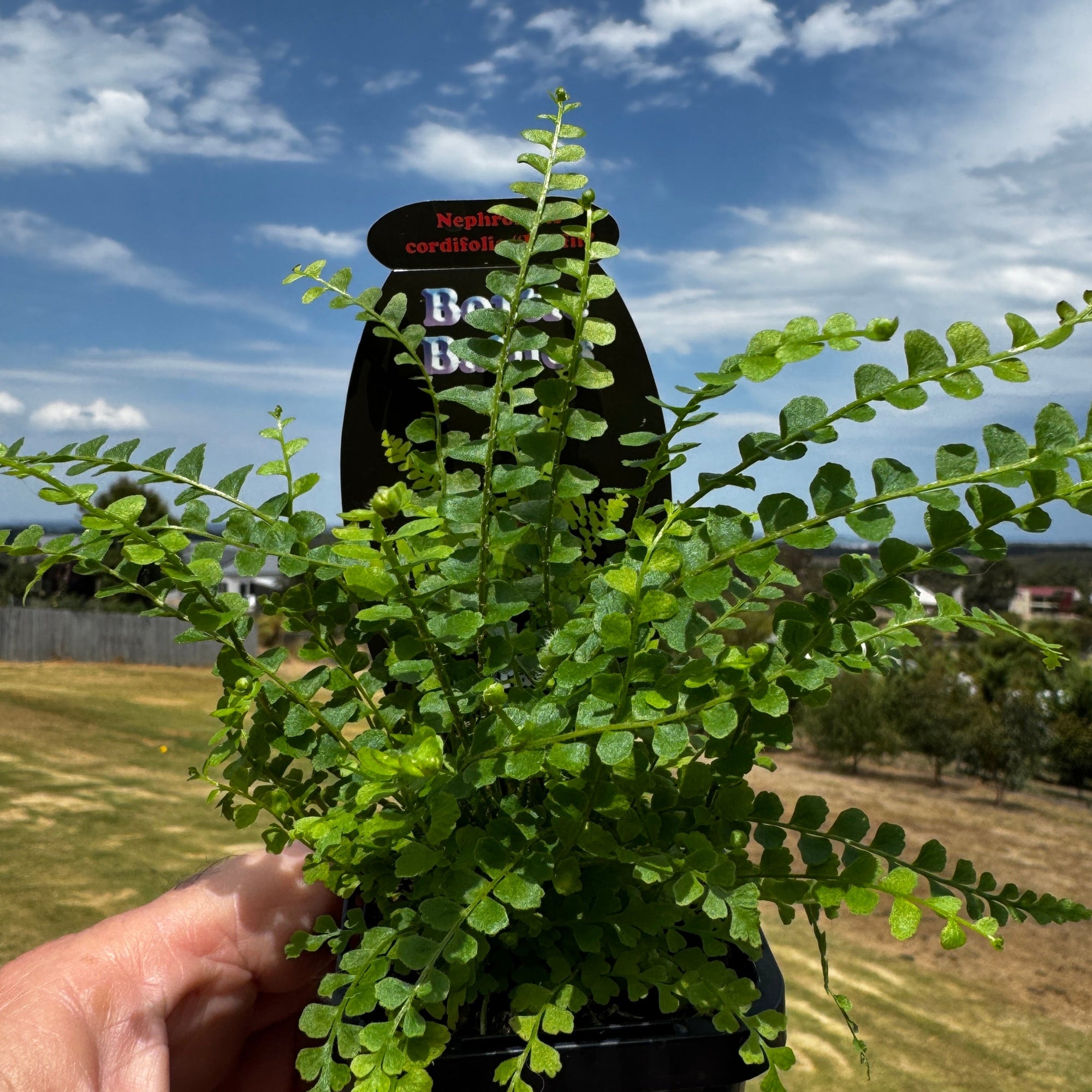 Nephrolepis-cordifolia-Duffii-Plant-66