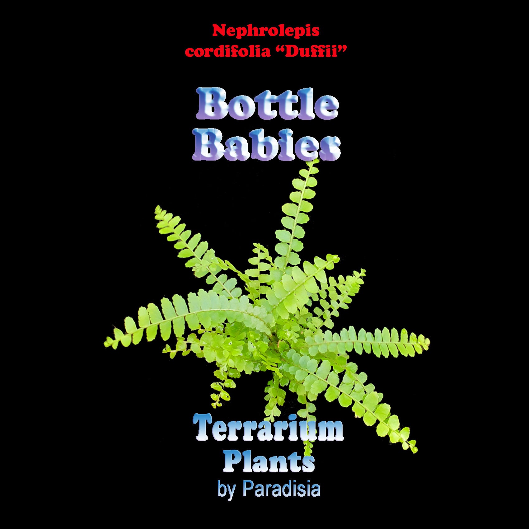 Nephrolepis-cordifolia-Duffii-Tag