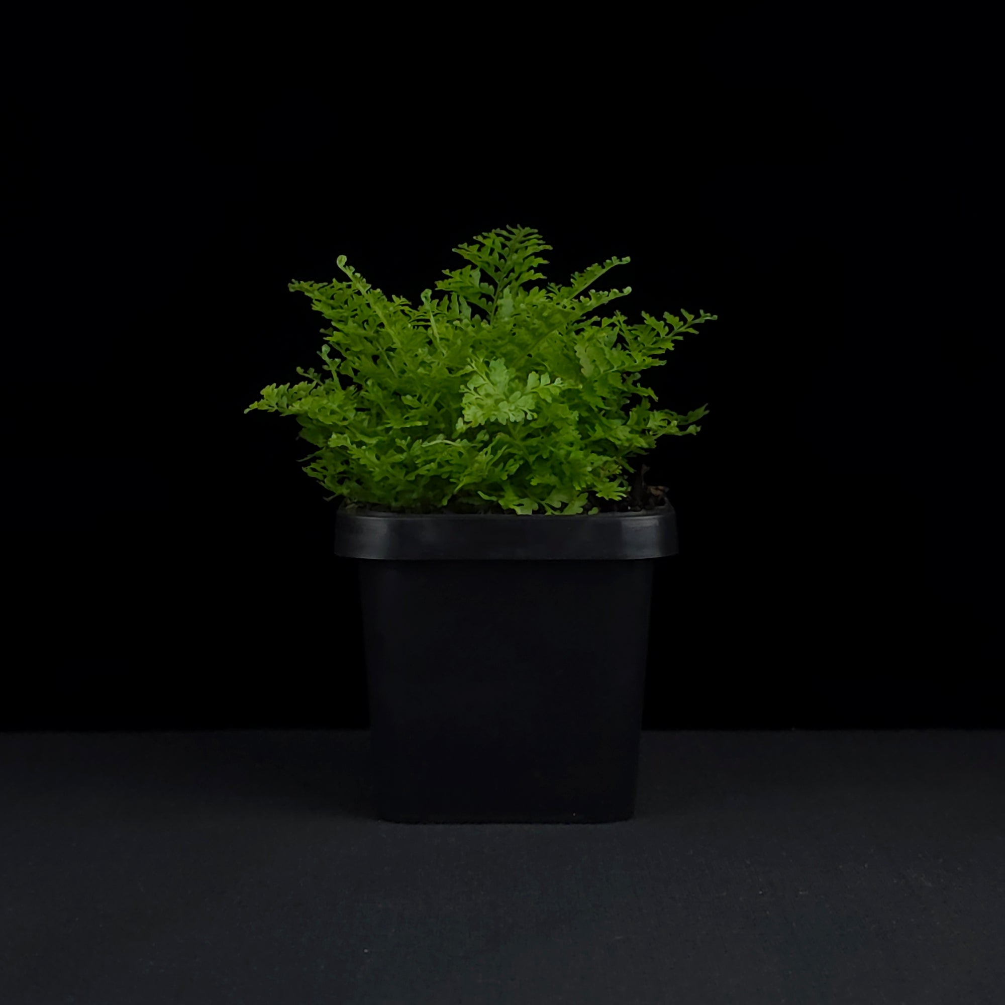 Nephrolepis exaltata 'Cotton Candy Fern'