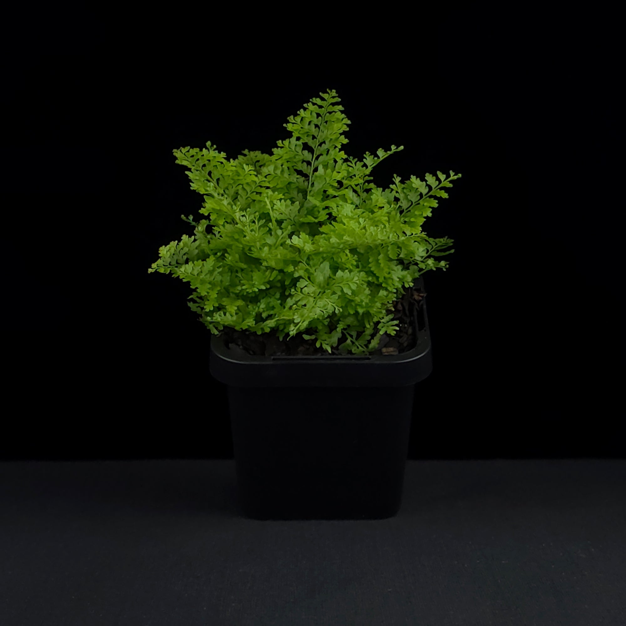 Nephrolepis exaltata 'Cotton Candy Fern'