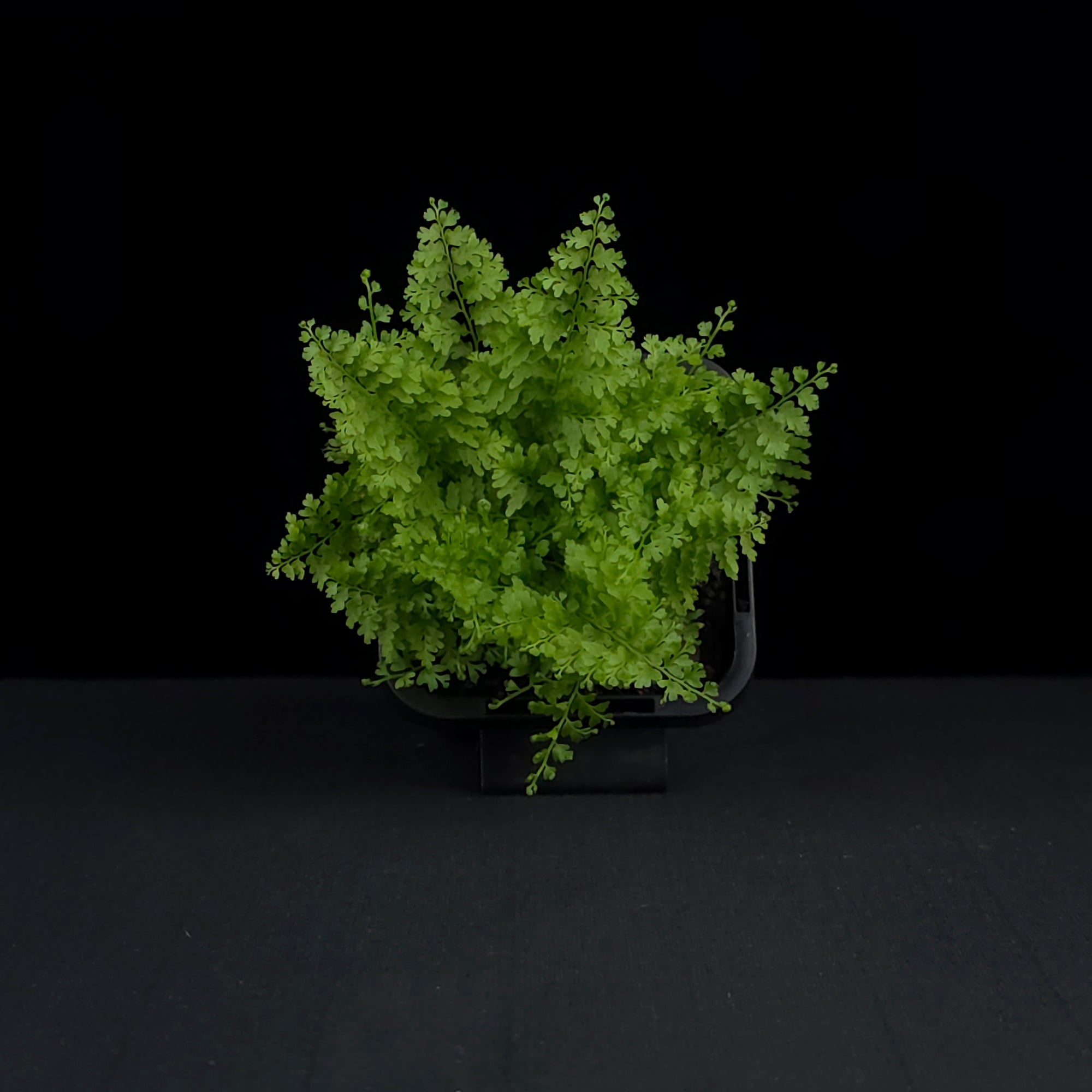 Nephrolepis exaltata 'Cotton Candy Fern'