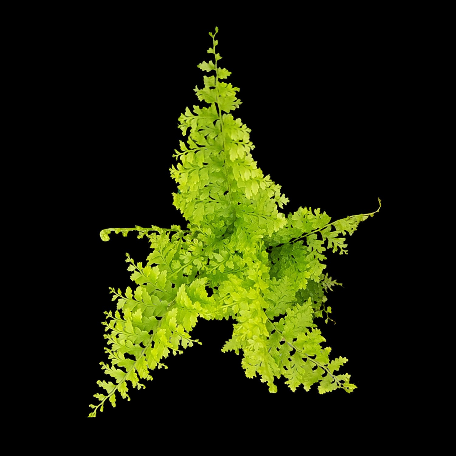 Nephrolepis exaltata 'Cotton Candy Fern'