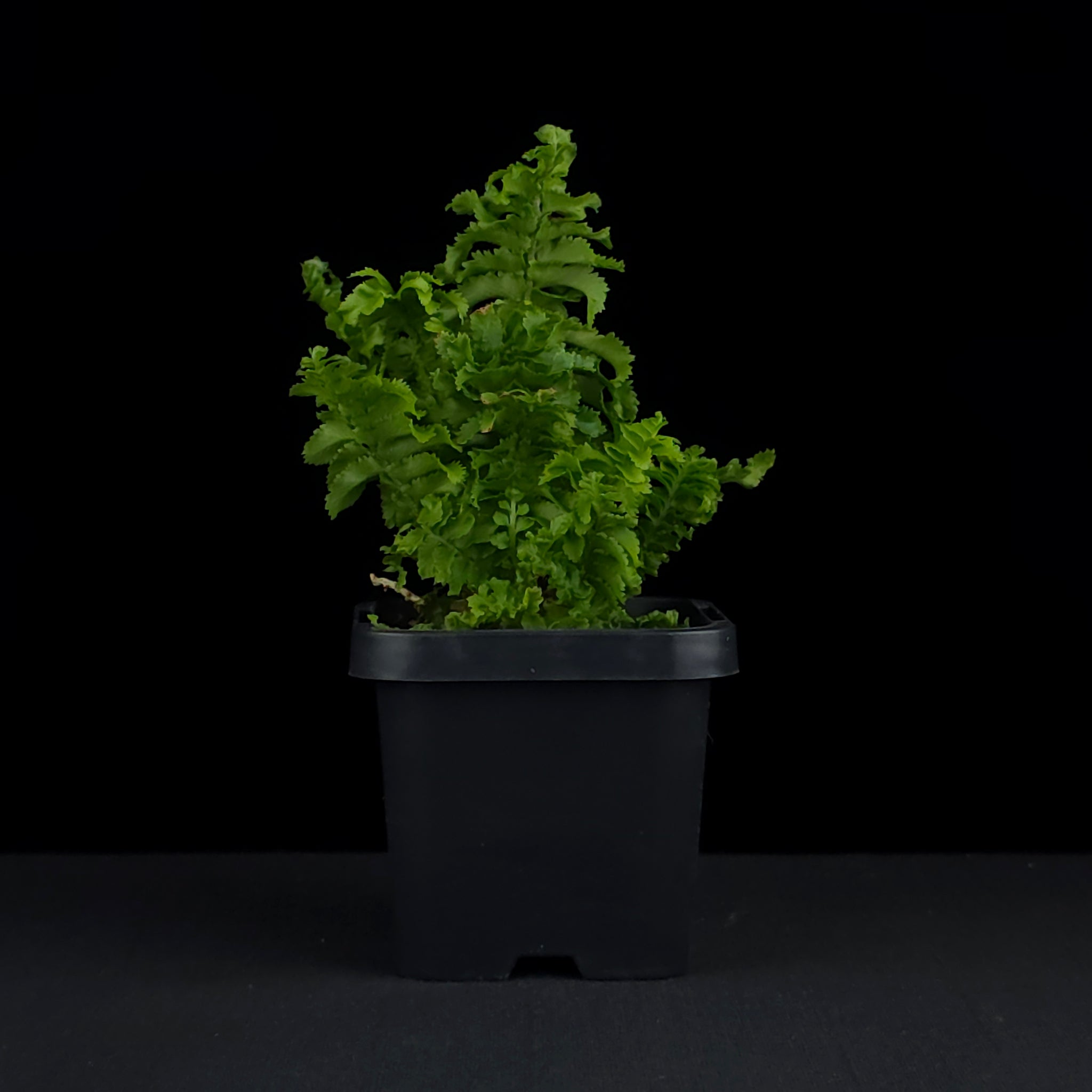 Nephrolepis exaltata 'Emina' - Boston Fern