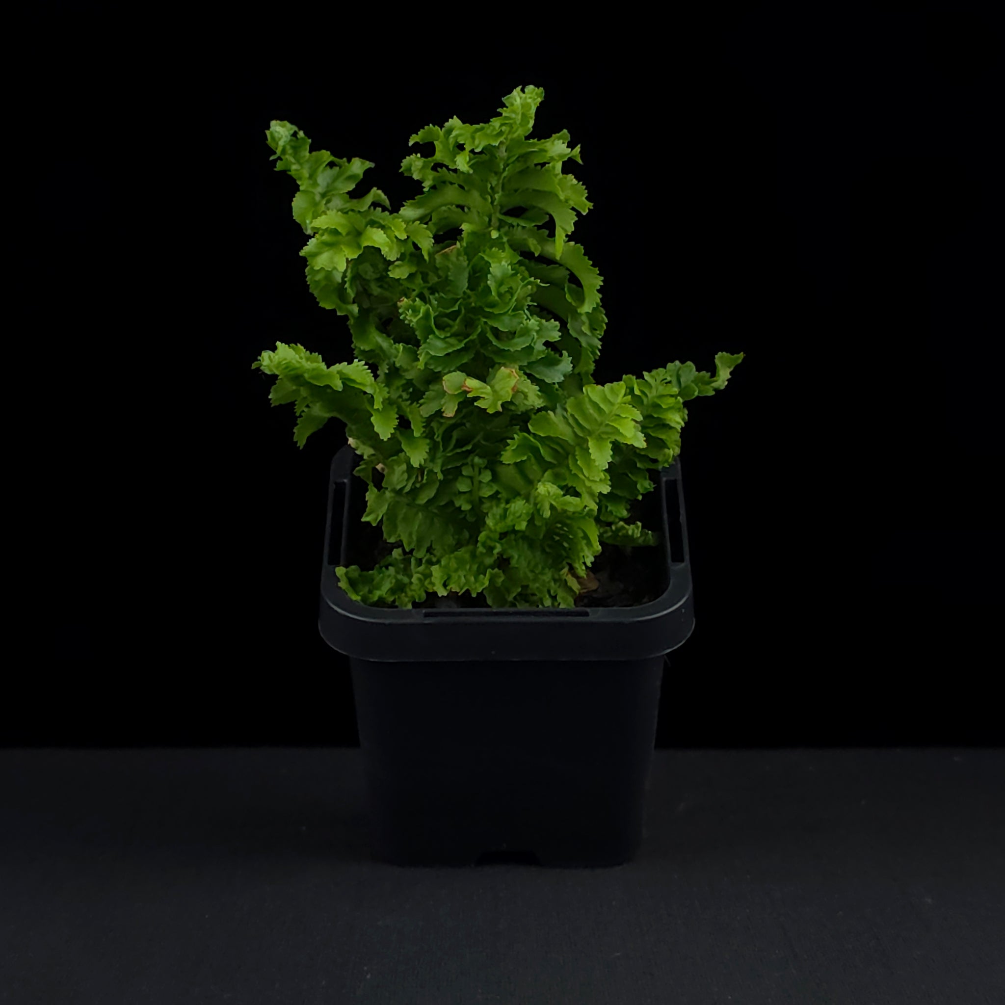 Nephrolepis exaltata 'Emina' - Boston Fern