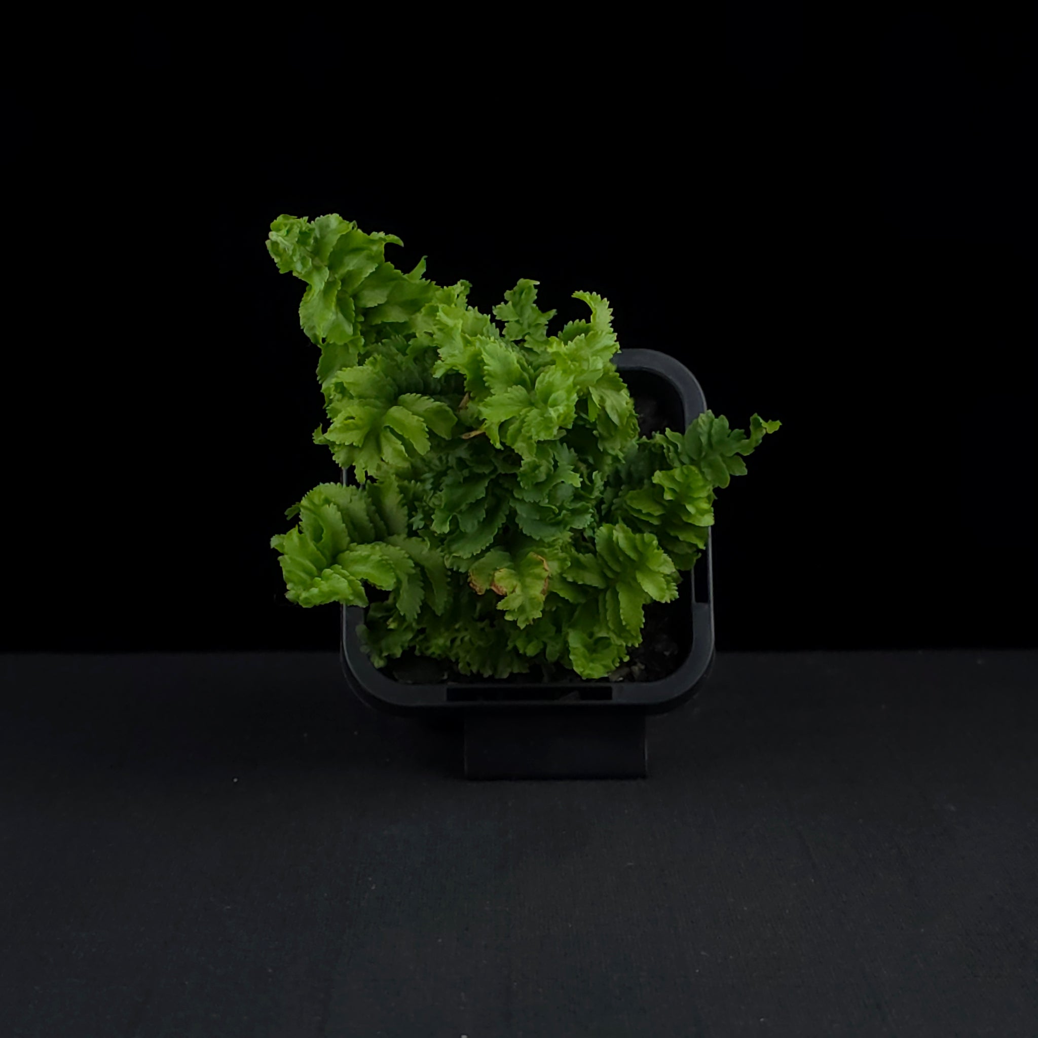 Nephrolepis exaltata 'Emina' - Boston Fern