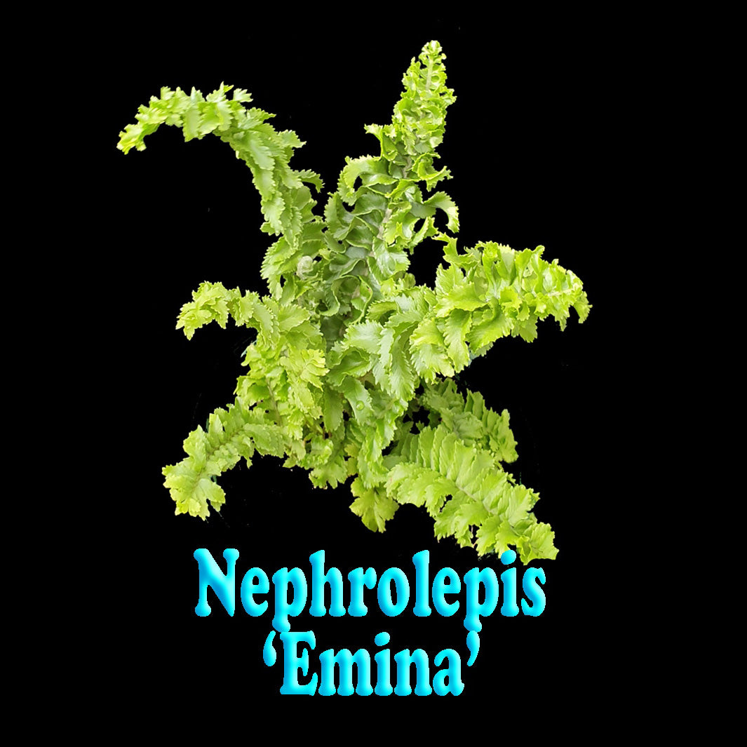 Nephrolepis-exaltata-Emina-Tag