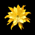 Epiphyllum 'Clarence Wright' - The Golden Flame Cactus