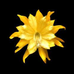 Epiphyllum 'Clarence Wright' - The Golden Flame Cactus