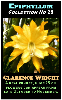 Epiphyllum 'Clarence Wright' - The Golden Flame Cactus