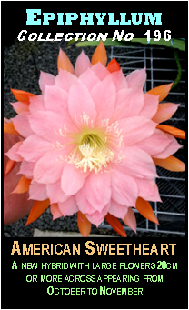 Epiphyllum 'American Sweetheart' #196