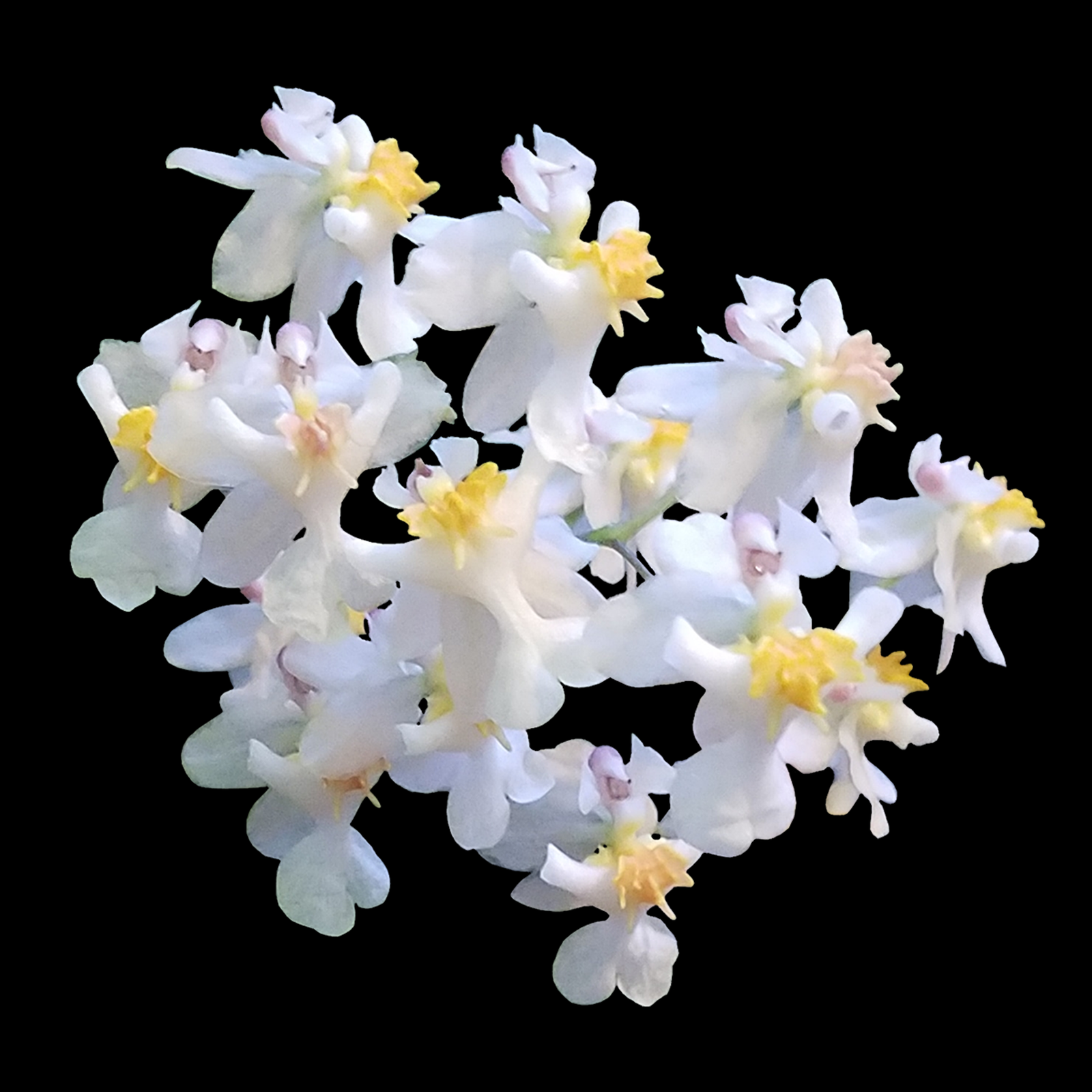 Oncidium Twinkle White