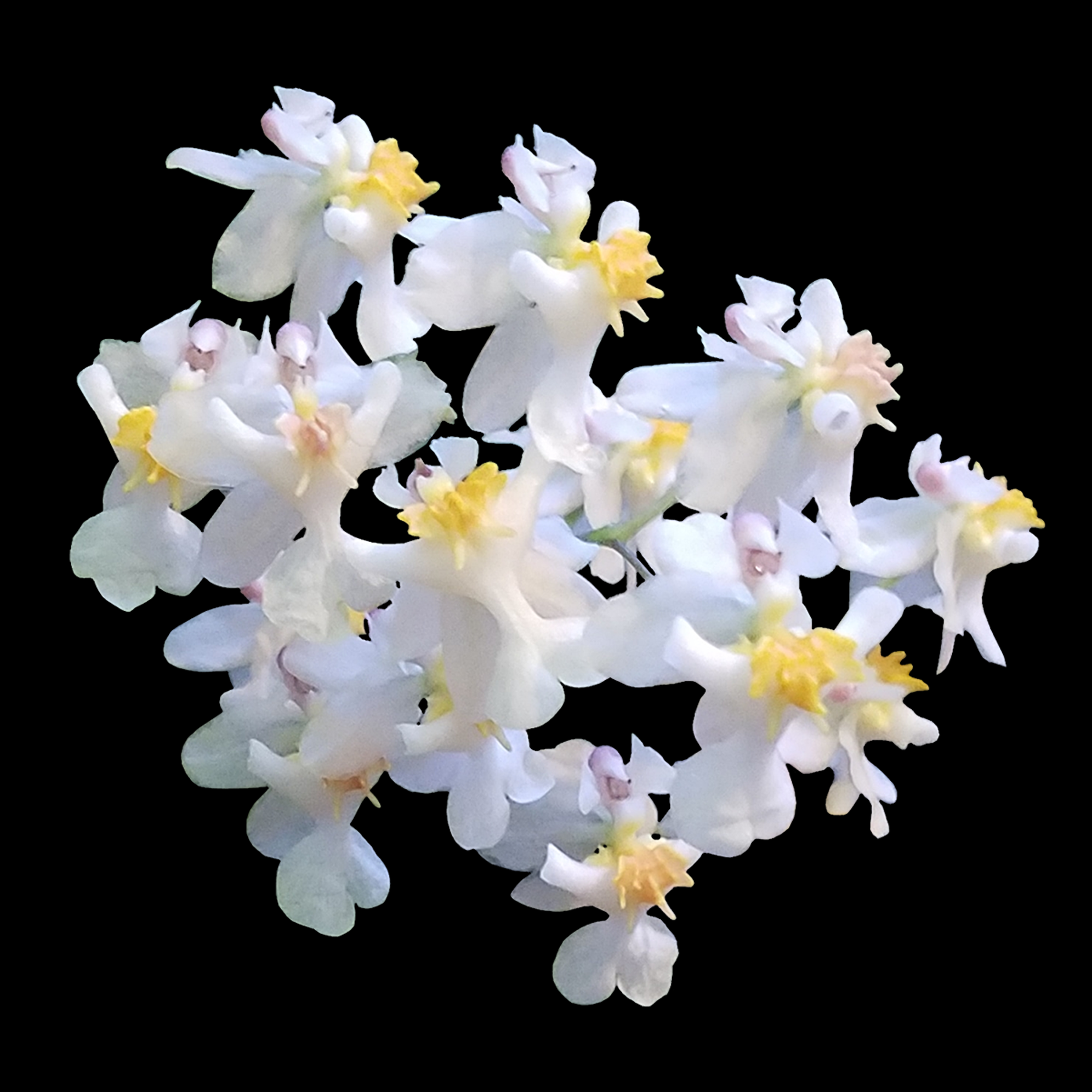Oncidium Twinkle White