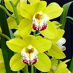 Cymbidium One Tree Hill 'Solstice Gold'