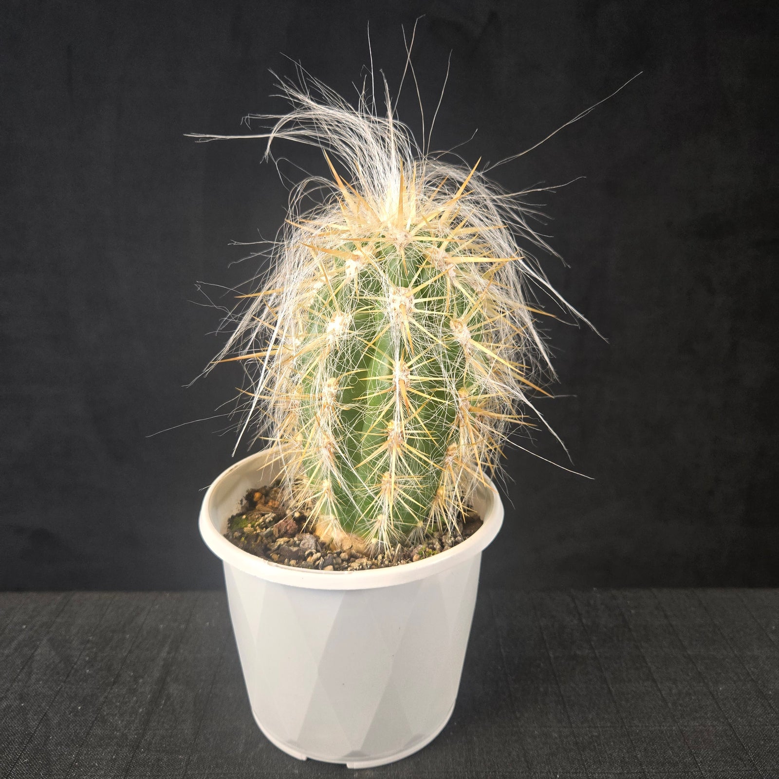 Oreocereus neocelsianus with rare golden spines and white hair, upright columnar cactus, shipped bare-rooted.