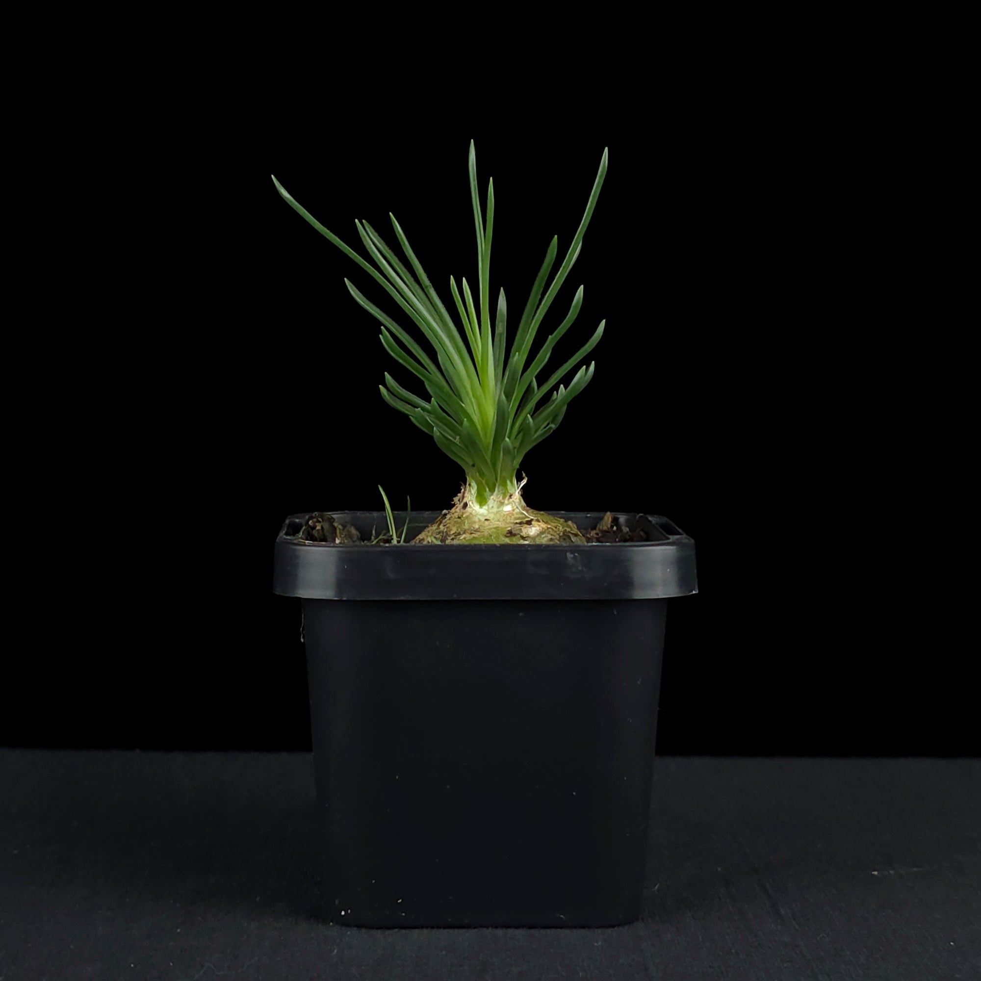 Ornithogalum sardienii (WA Prohibited)