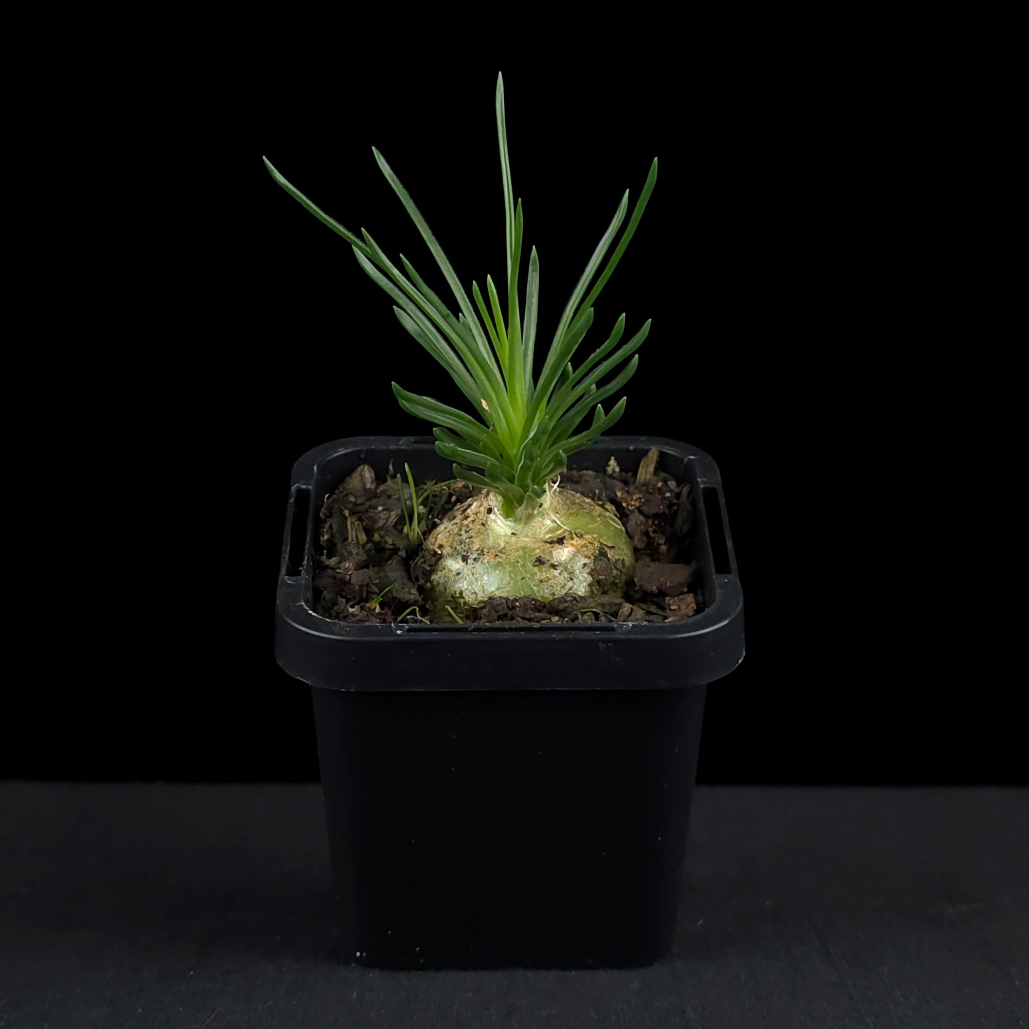 Ornithogalum sardienii (WA Prohibited)