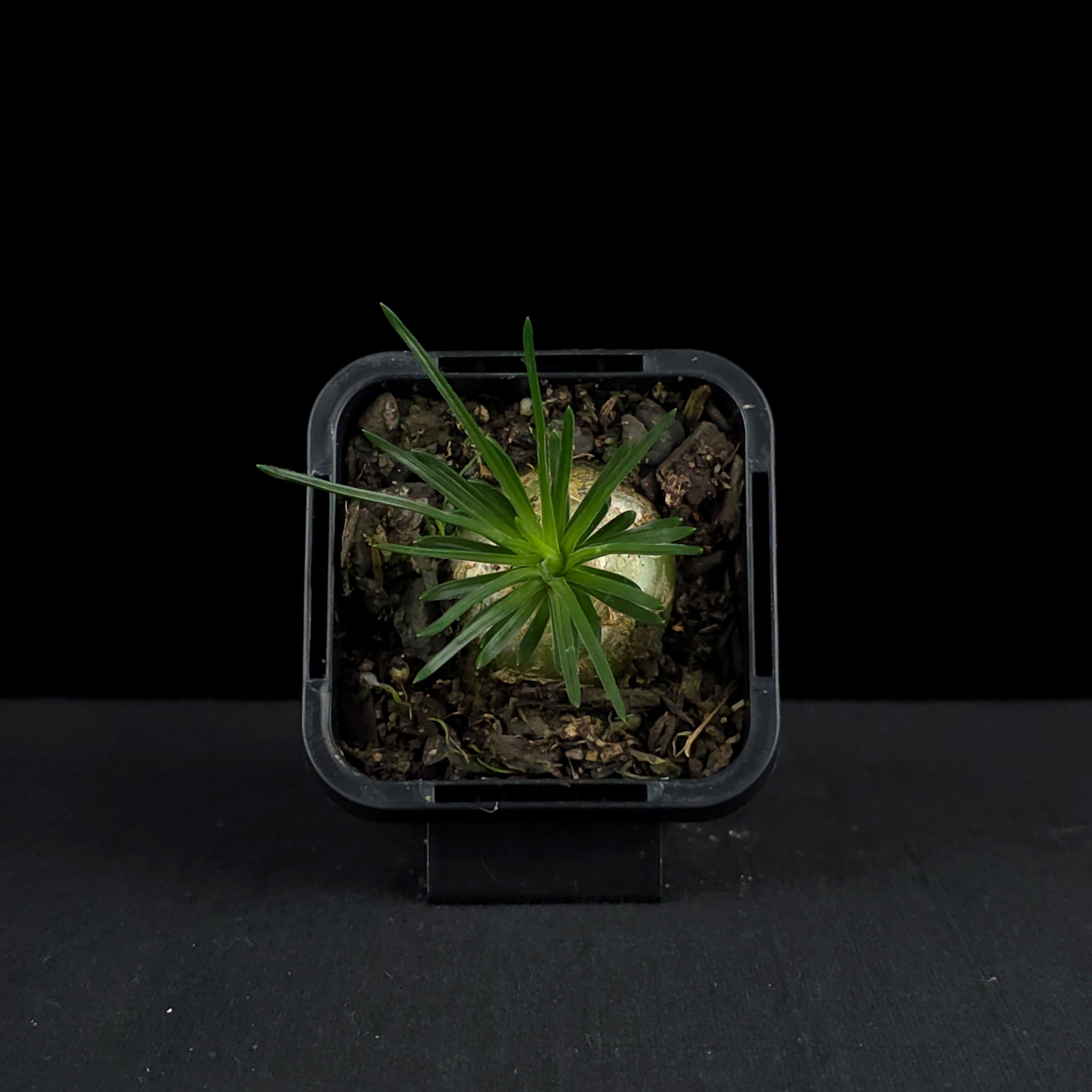 Ornithogalum sardienii (WA Prohibited)