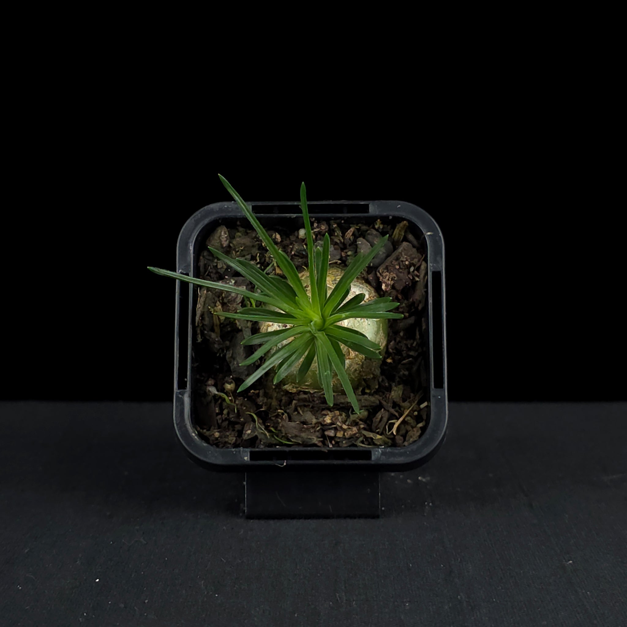 Ornithogalum sardienii (WA Prohibited)