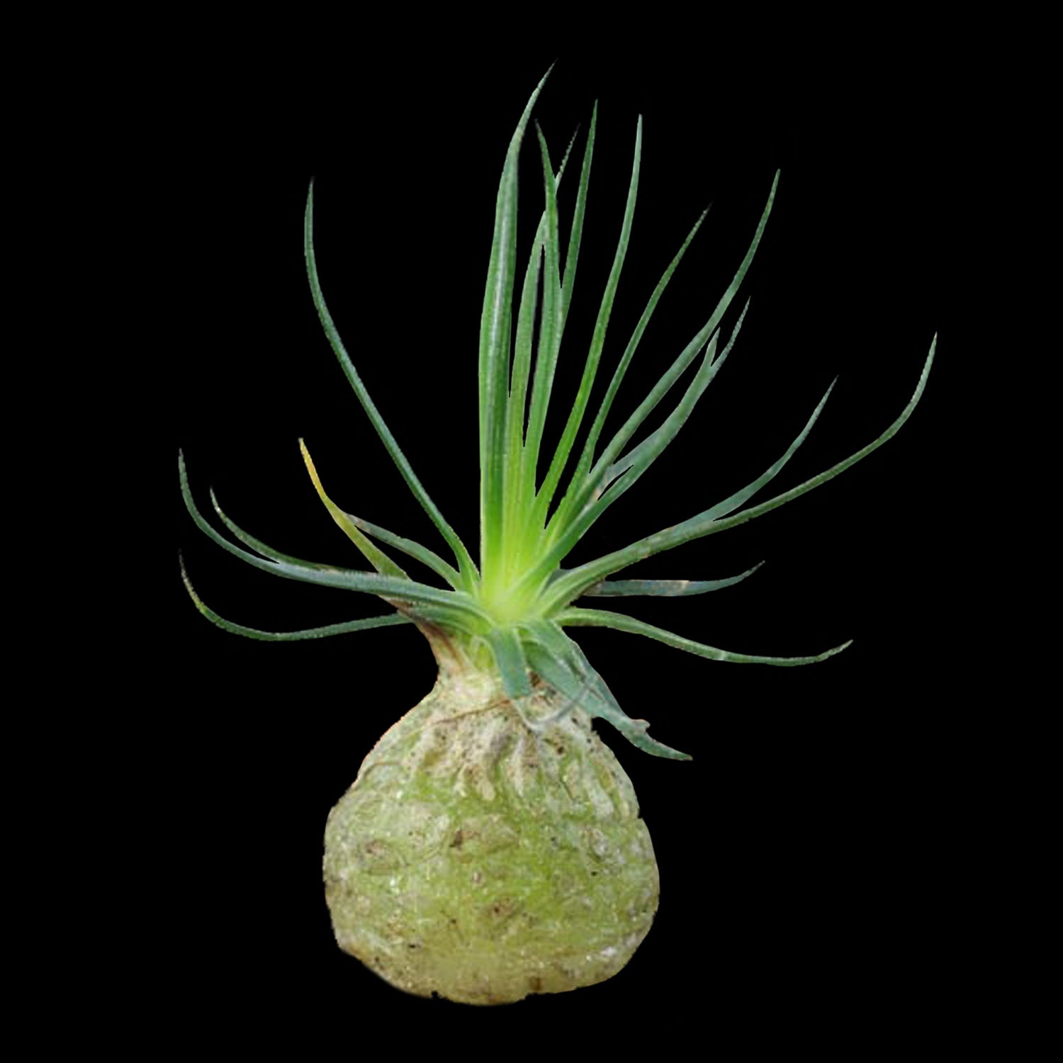 Ornithogalum sardienii (WA Prohibited)