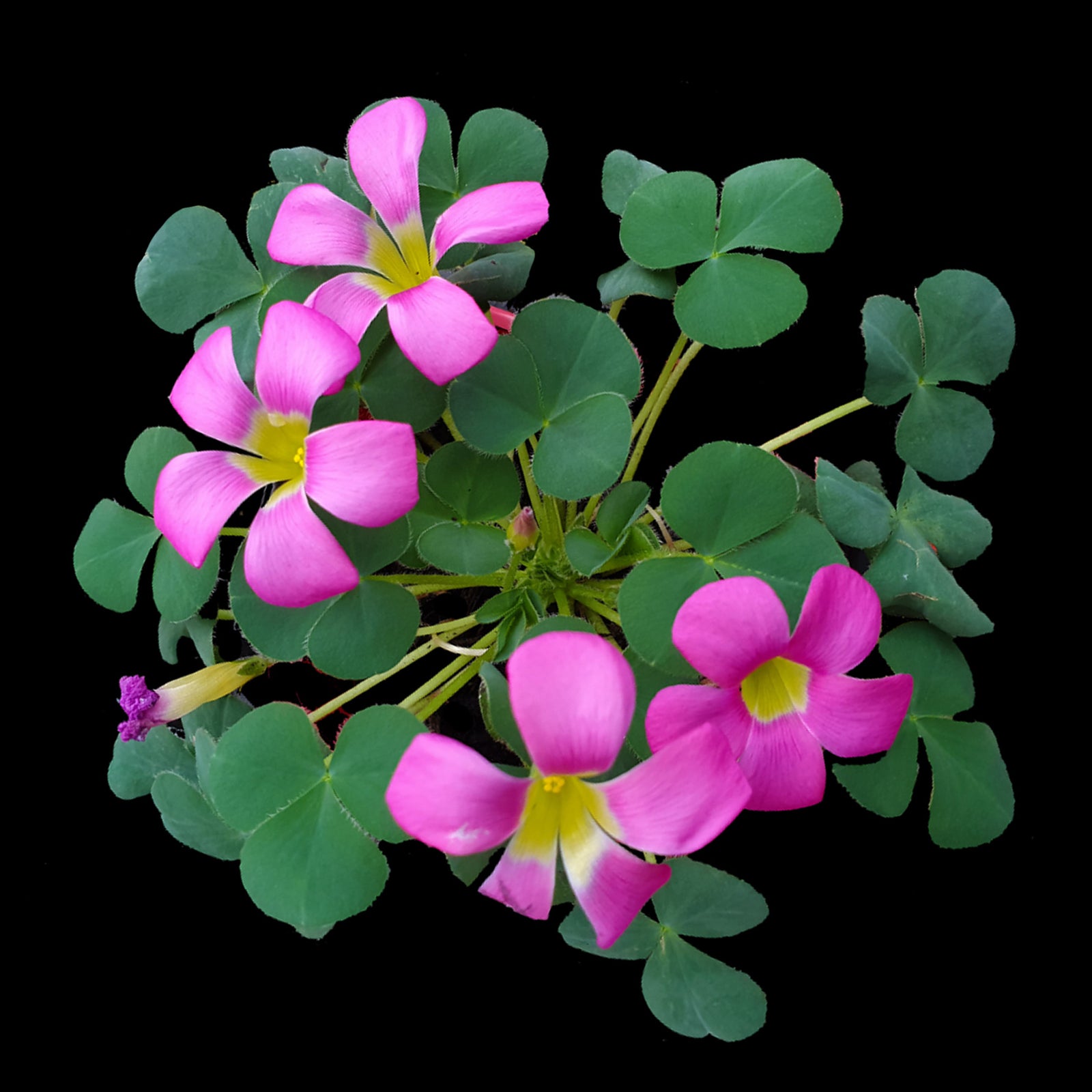 Oxalis purpurea Green