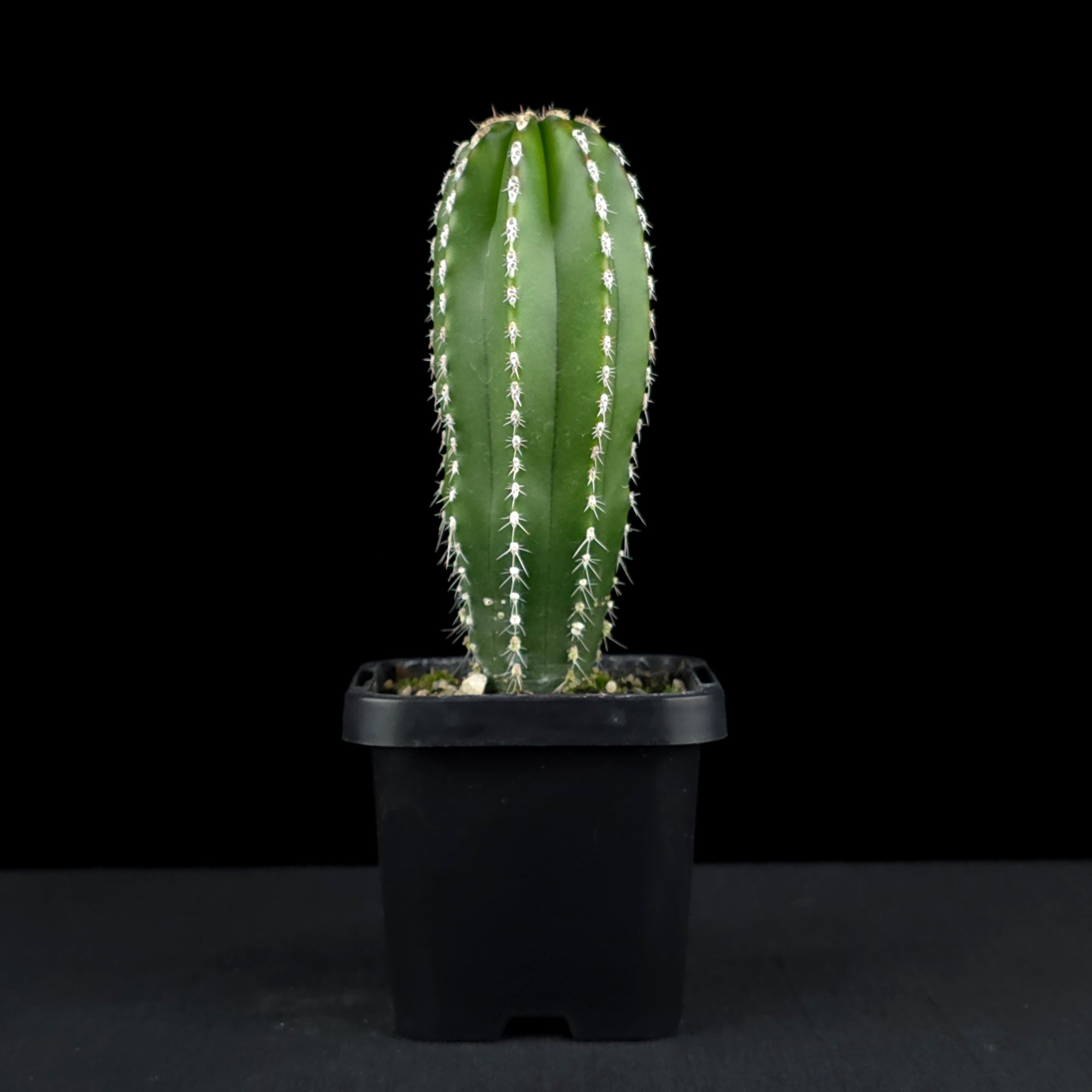 Pachycereus marginatus - Mexican Fencepost Cactus