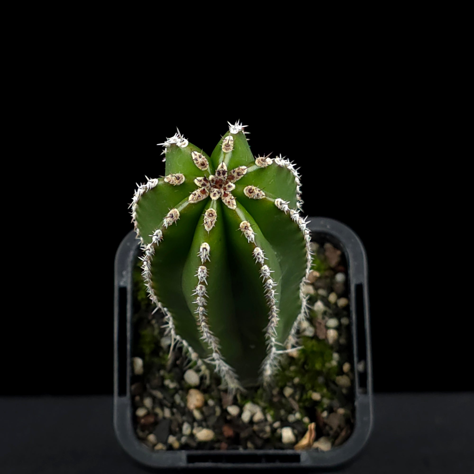 Pachycereus marginatus - Mexican Fencepost Cactus