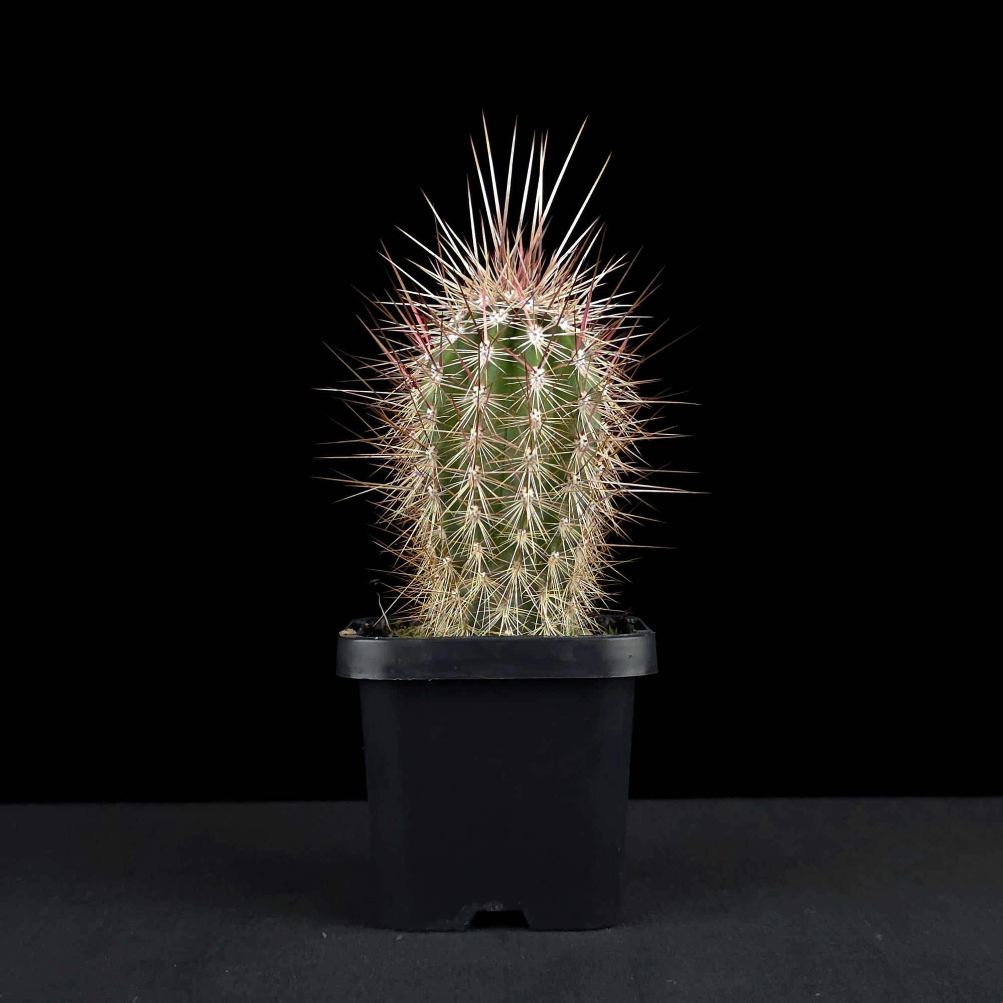 Pachycereus pringlei - The Mexican Giant Cardon