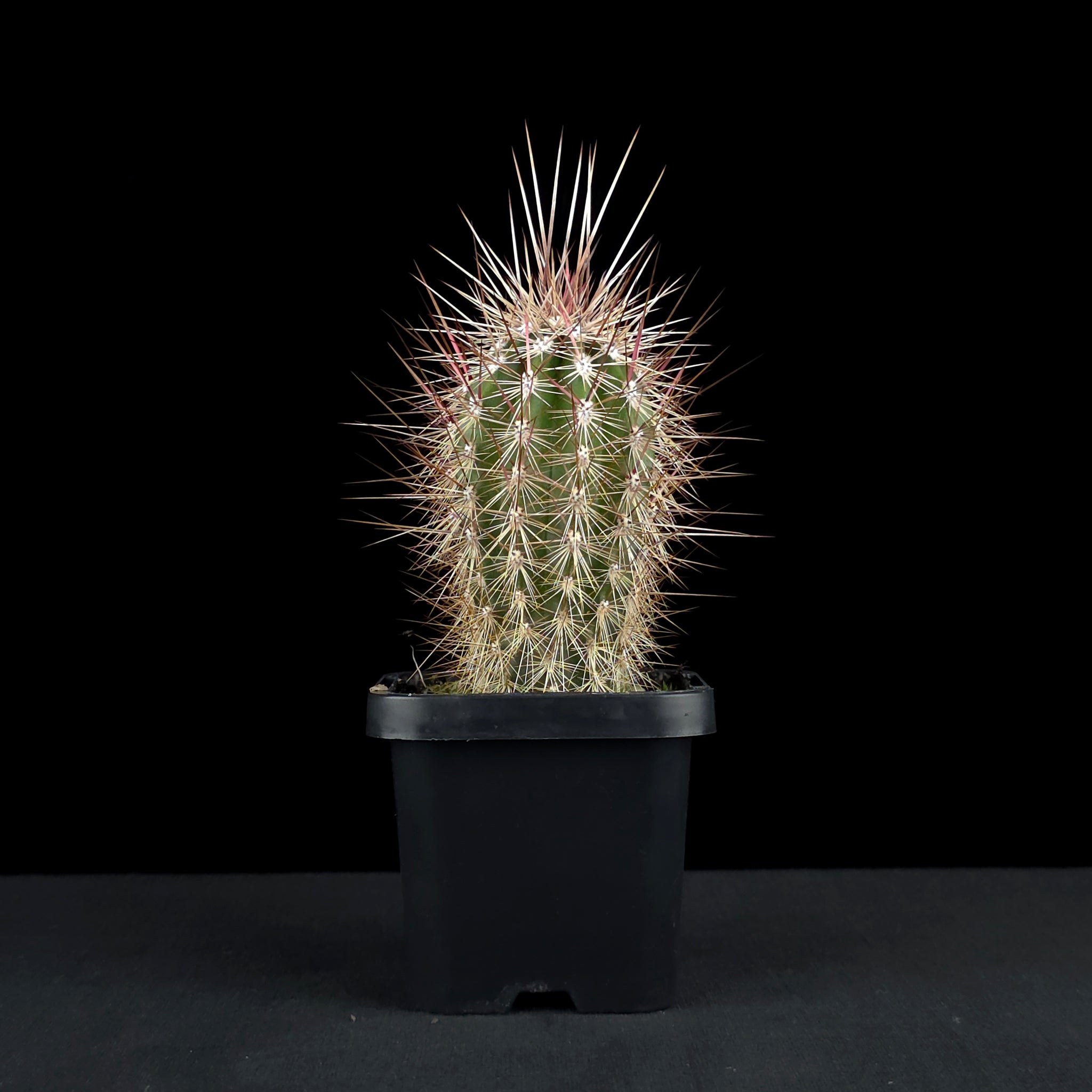 Pachycereus pringlei - The Mexican Giant Cardon