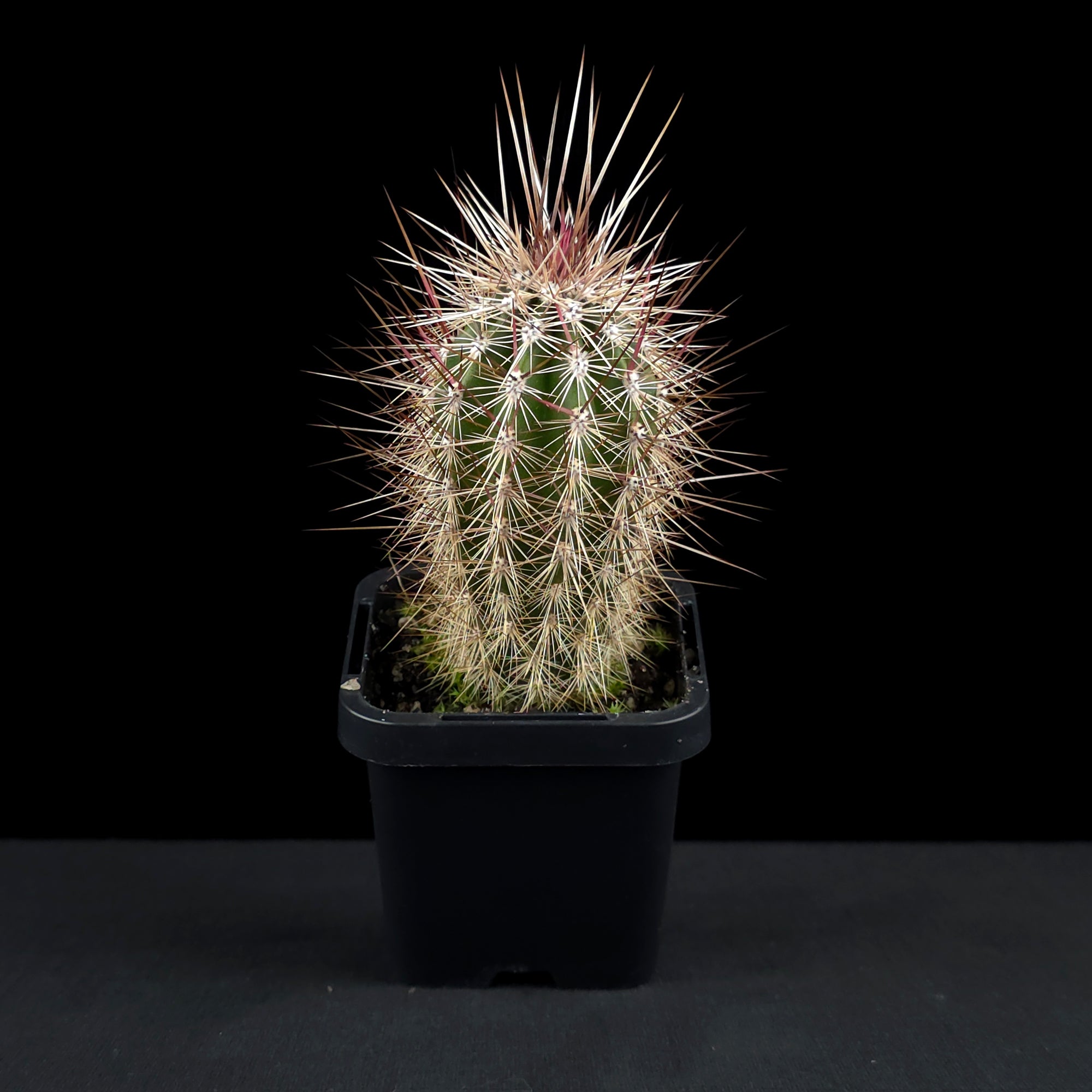 Pachycereus pringlei - The Mexican Giant Cardon