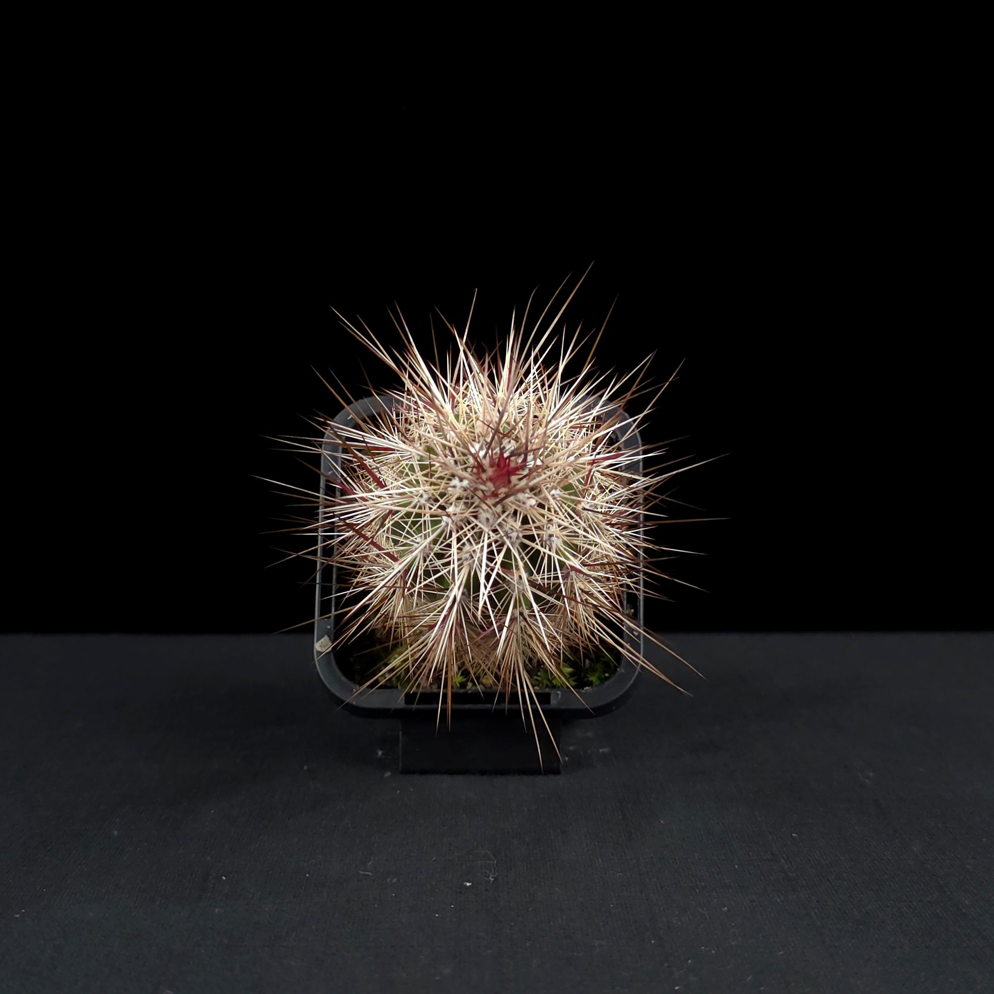 Pachycereus pringlei - The Mexican Giant Cardon