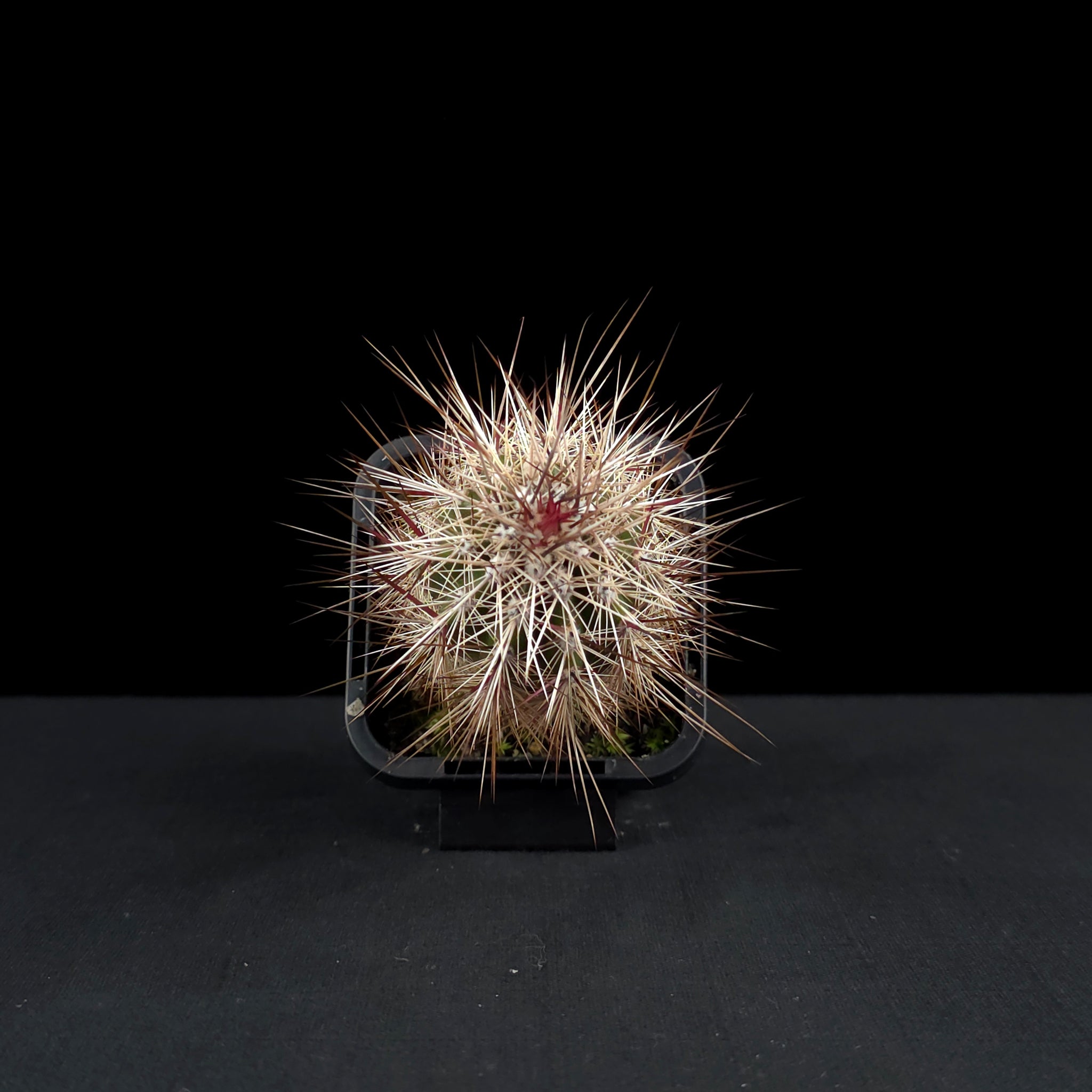 Pachycereus pringlei - The Mexican Giant Cardon