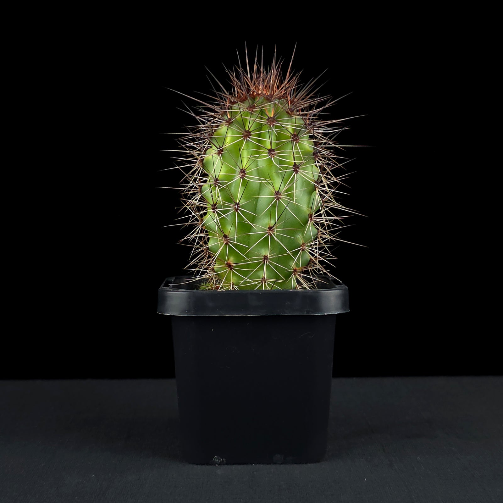 Pachycereus thurberi syn. Lemairocerus (WA Prohibited)