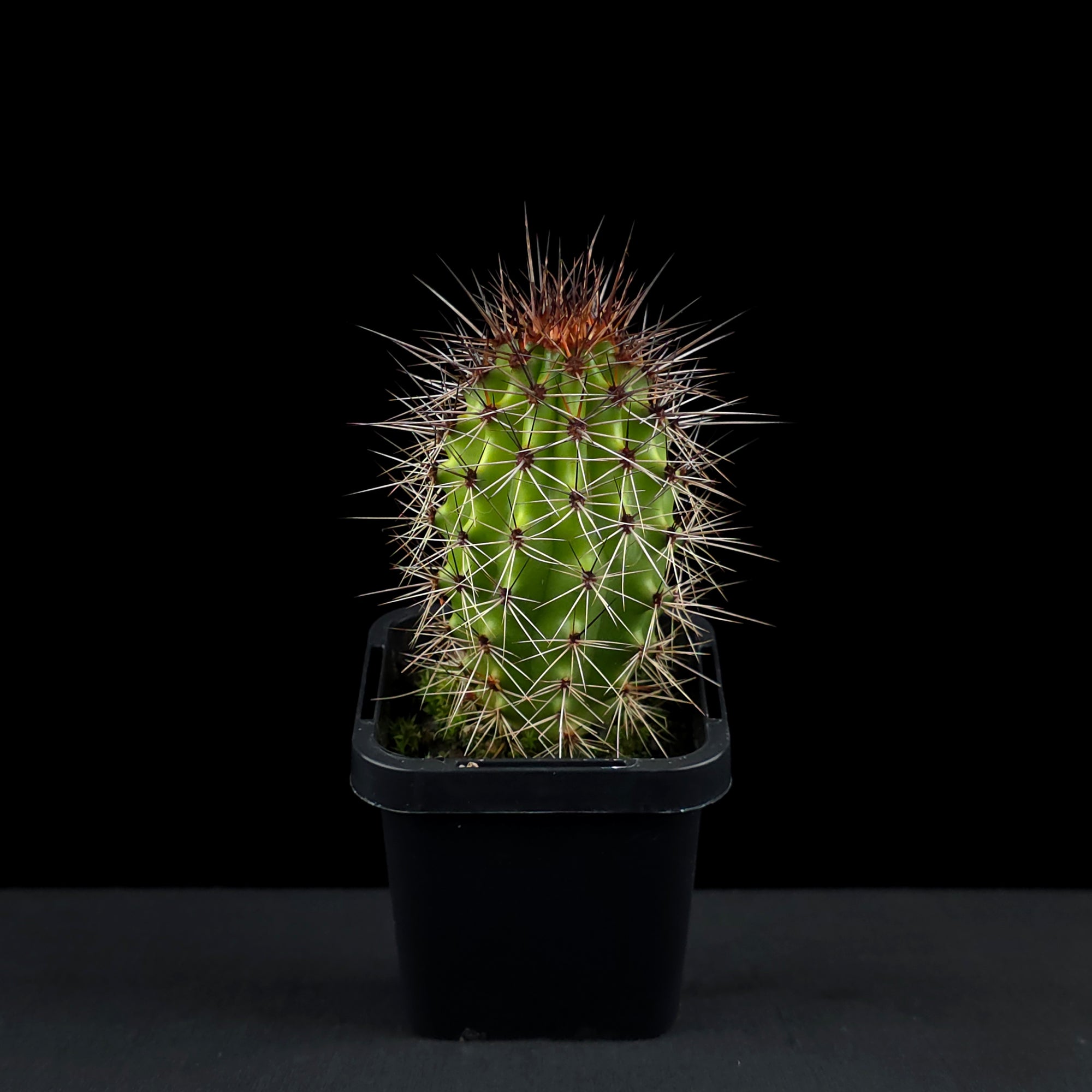 Stenocereus thurberi