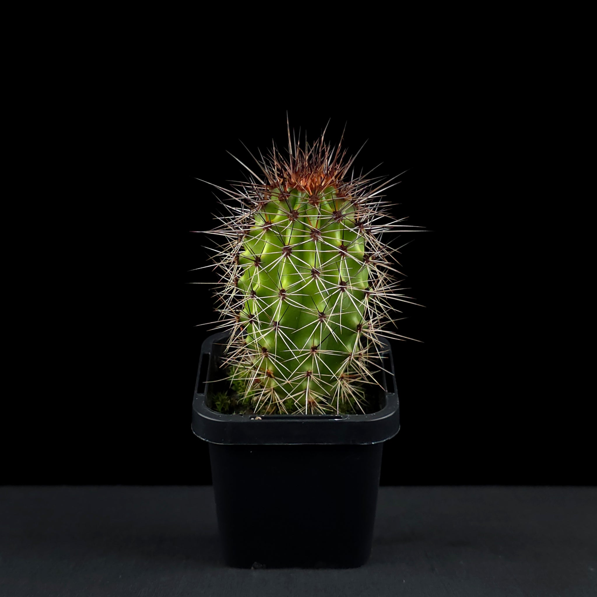 Stenocereus thurberi