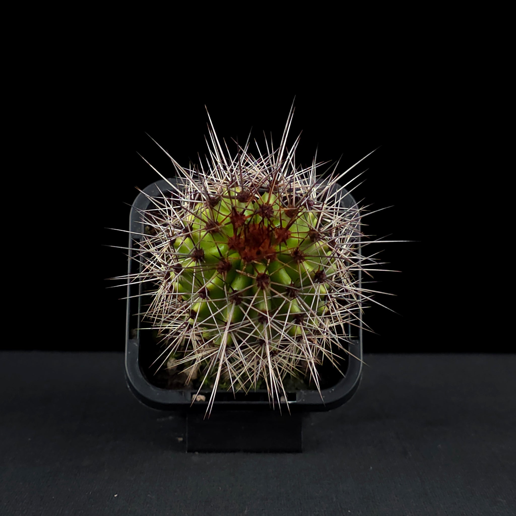 Stenocereus thurberi