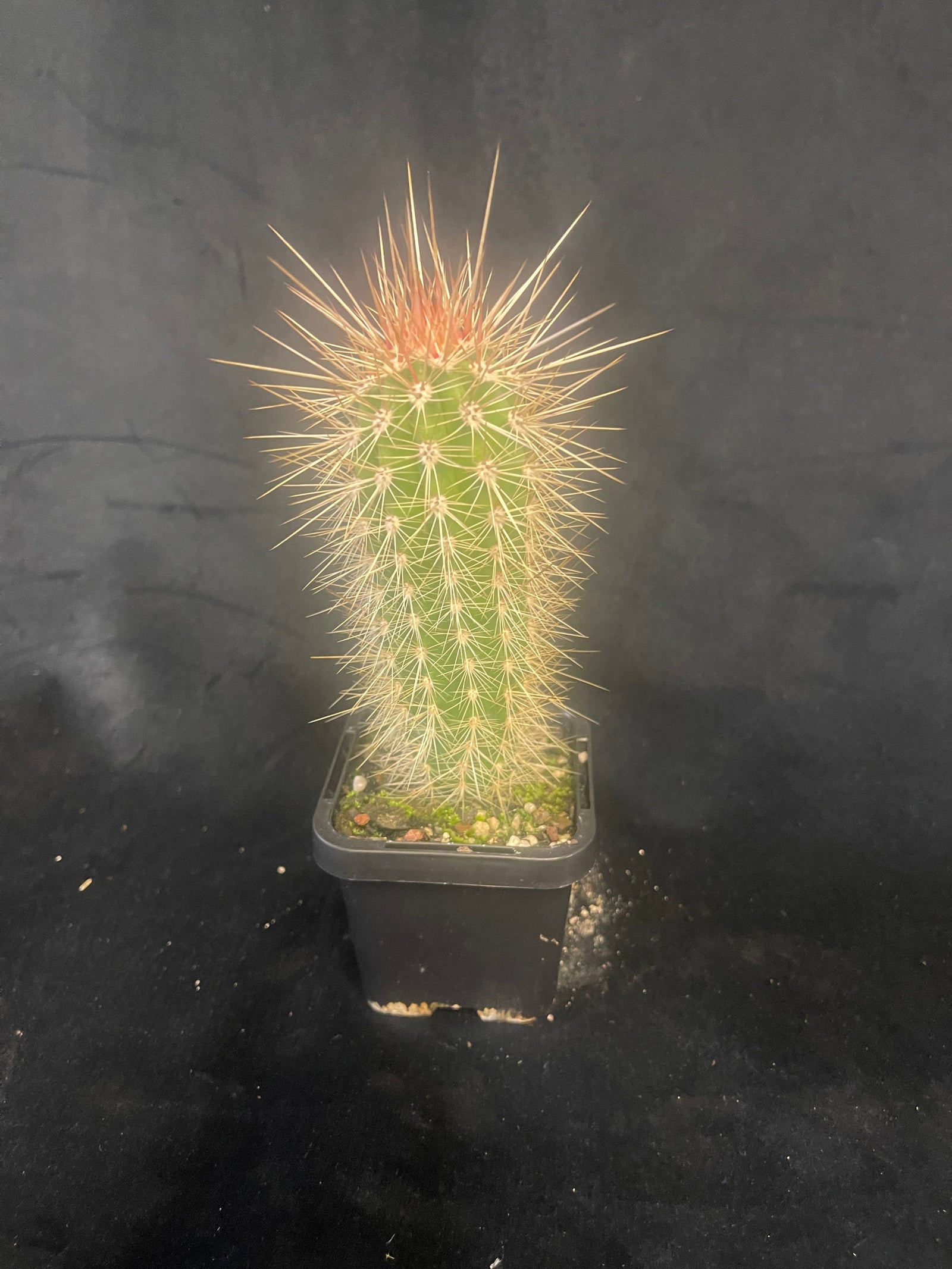 Pachycereus pringlei: The Cardon Cactus - Perfect for Bonsai