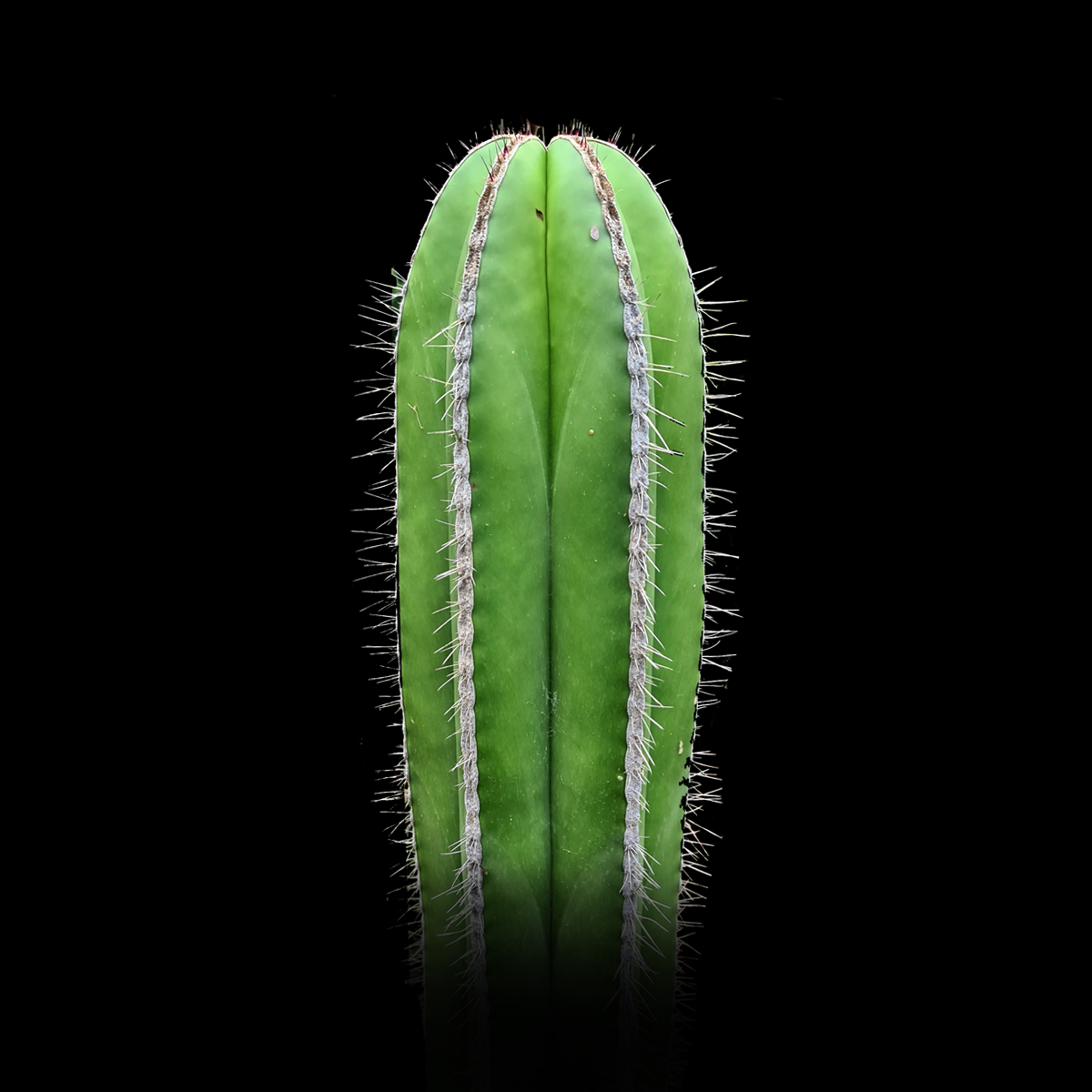 Pachycereus  marginatus  Fence Post Cactus