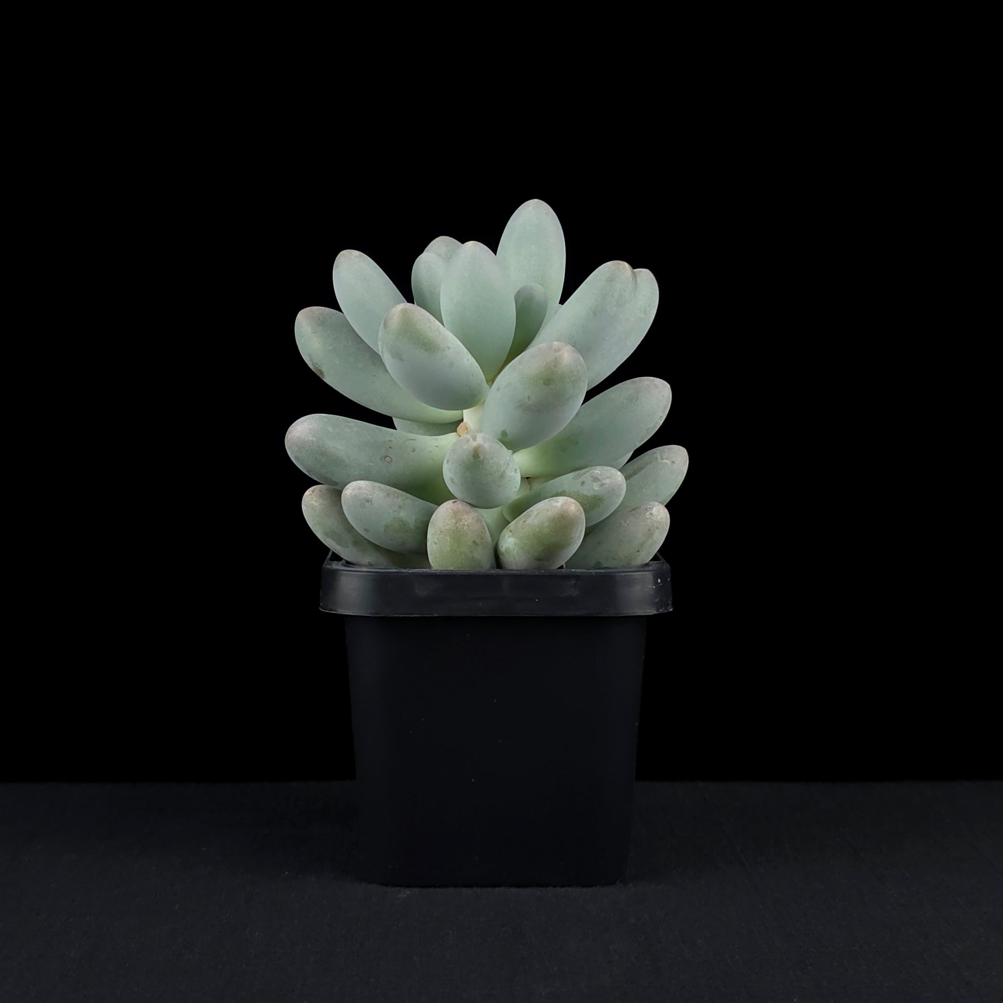 Pachyphytum 'Rice Balls'