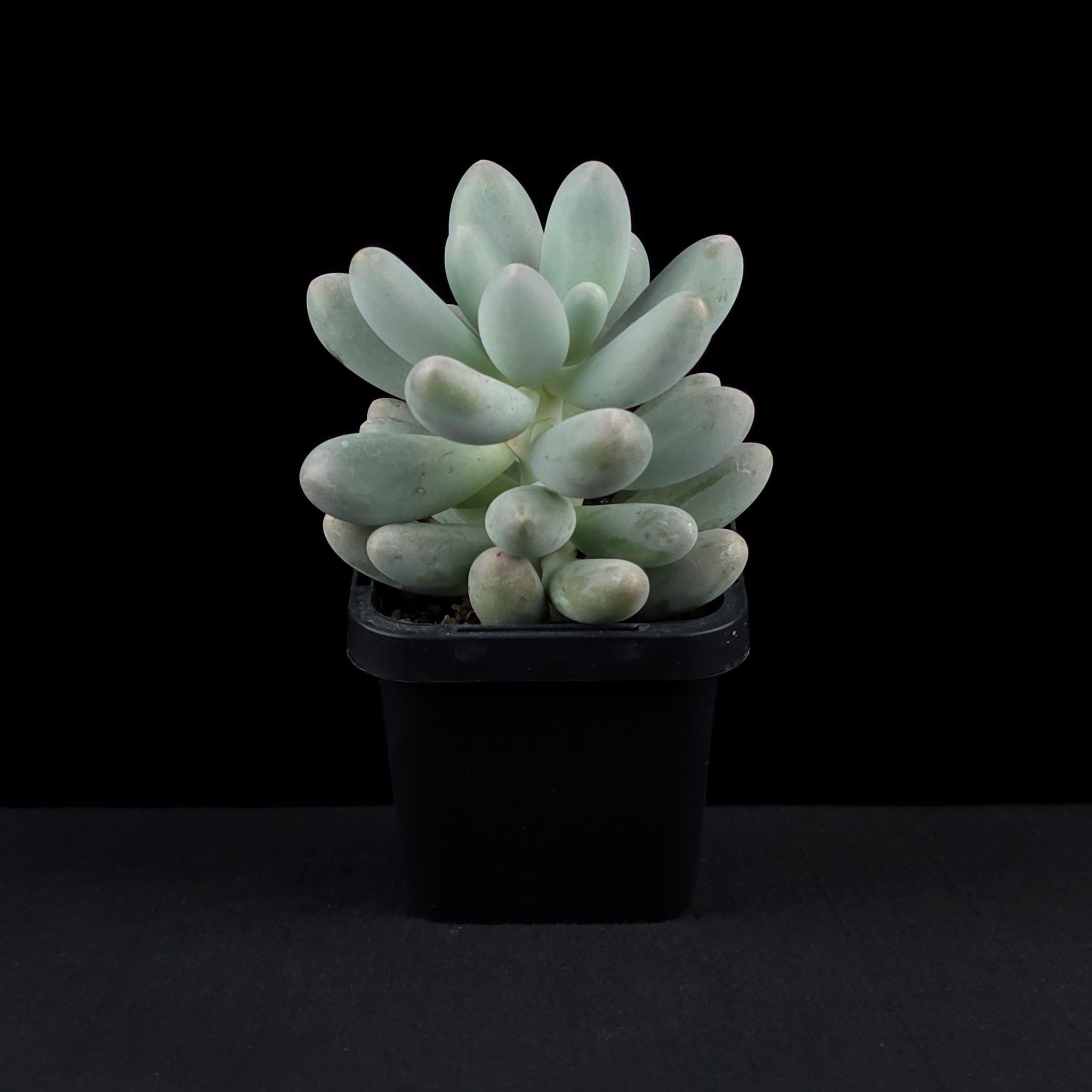 Pachyphytum 'Rice Balls'