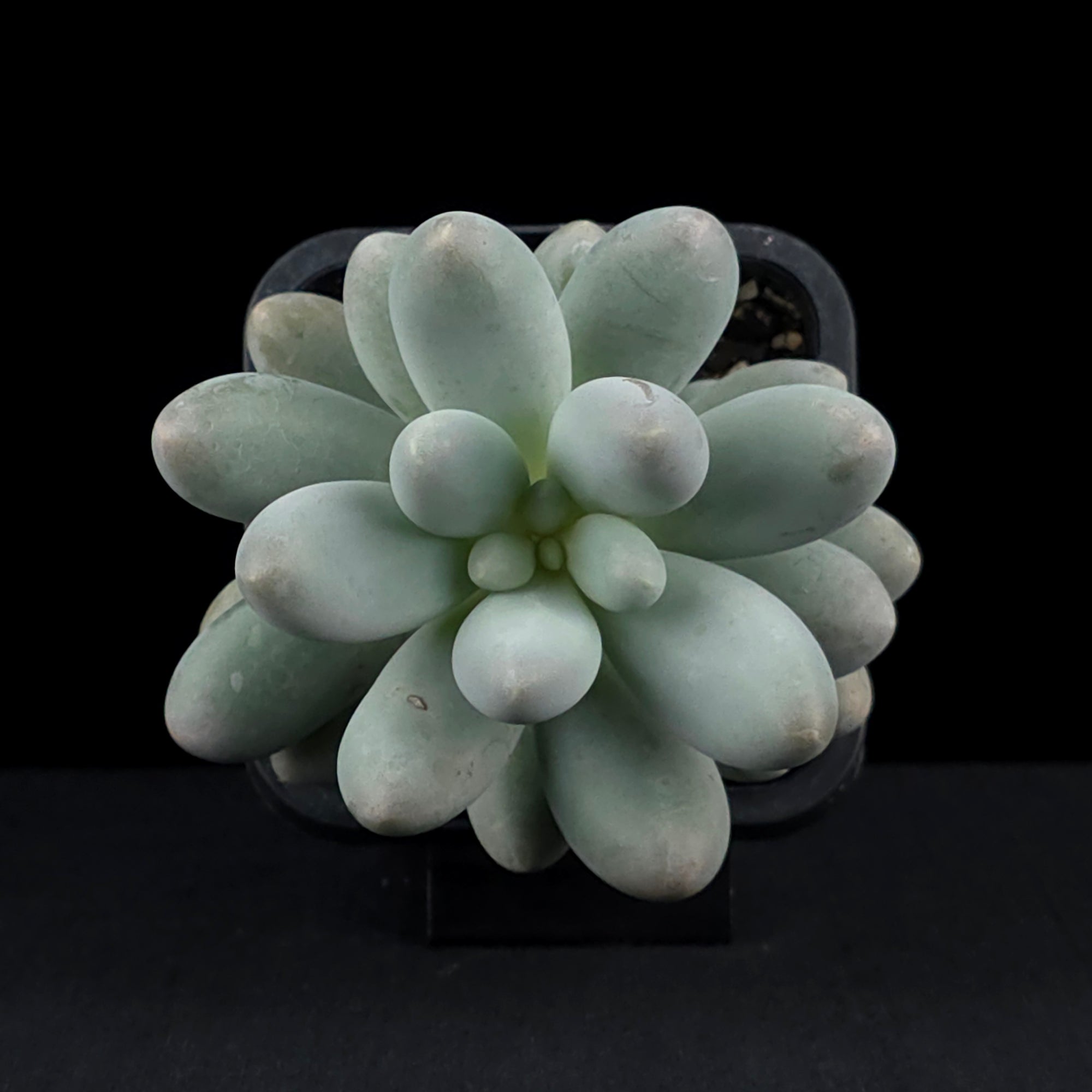 Pachyphytum 'Rice Balls'