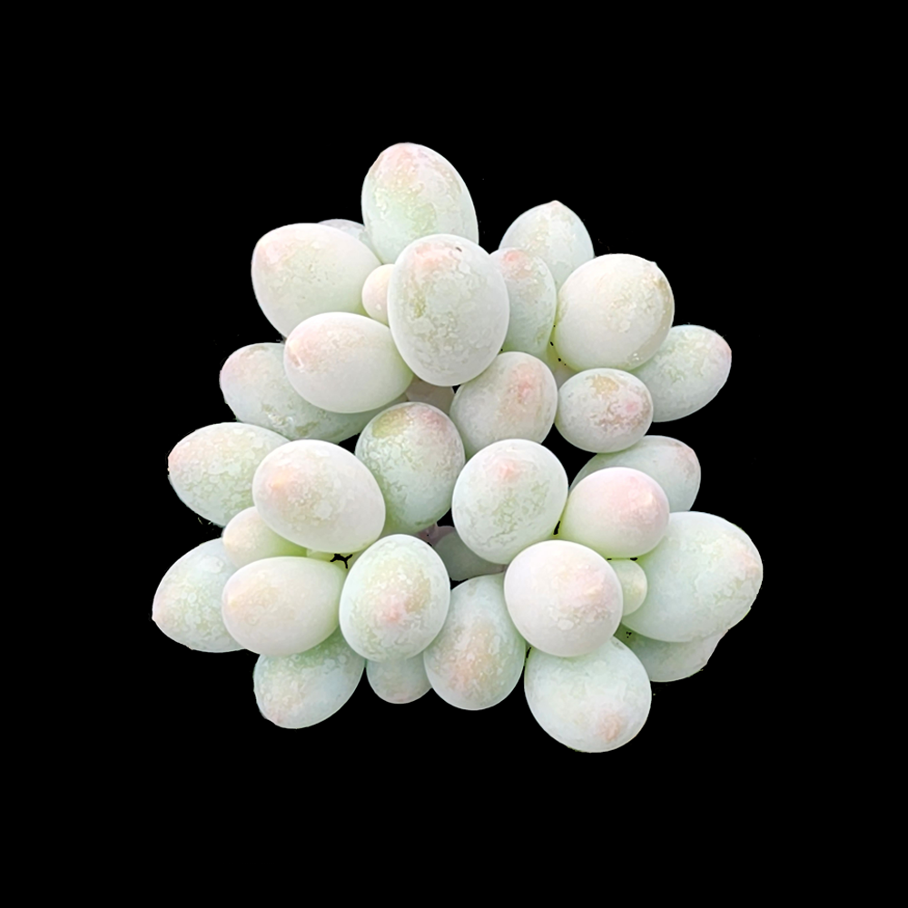 Pachyphytum 'Rice Balls'