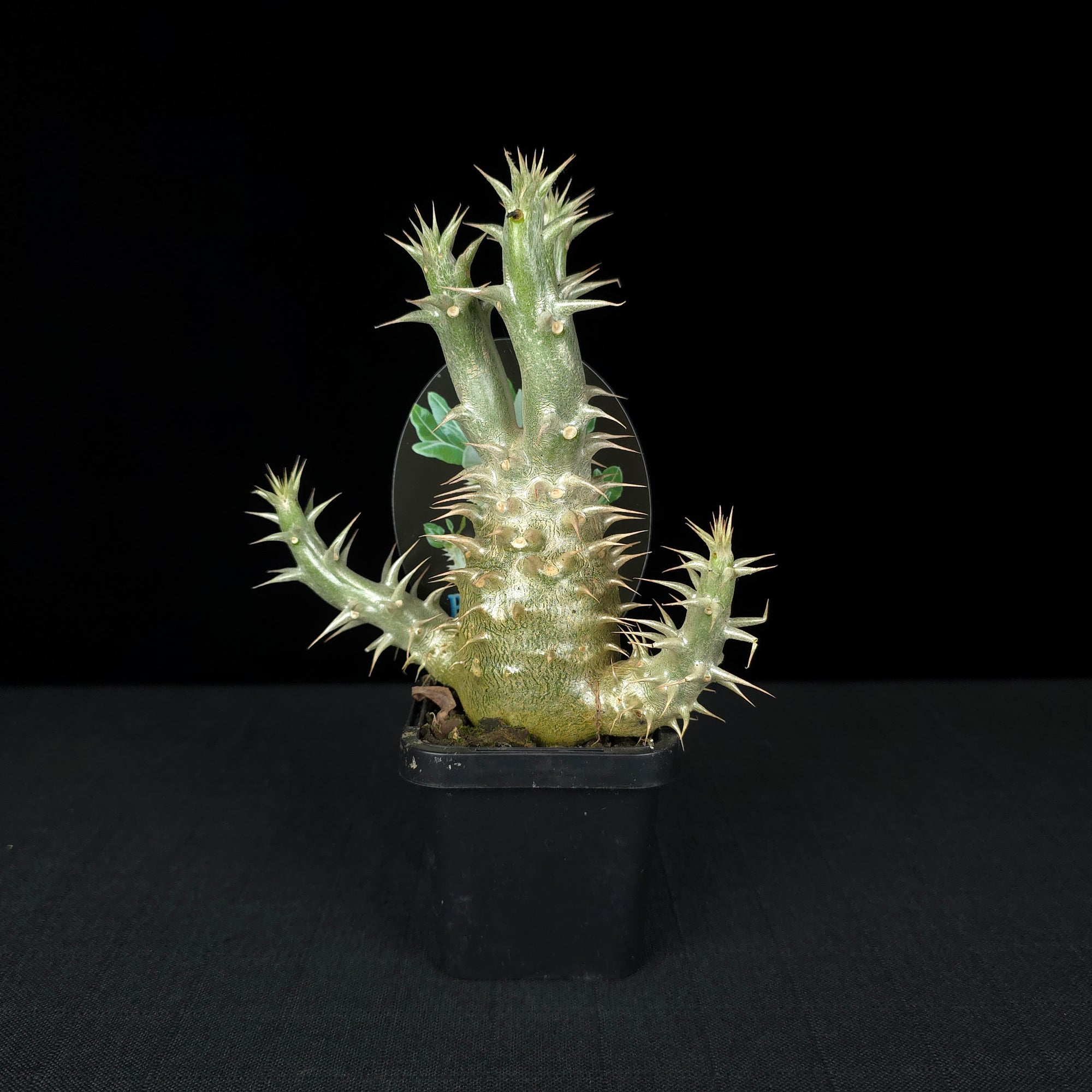 Pachypodium horombense - One Off Specials