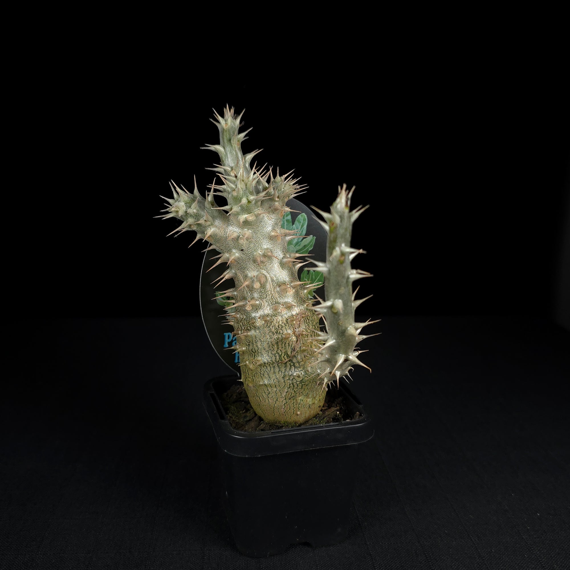 Pachypodium horombense - One Off Specials